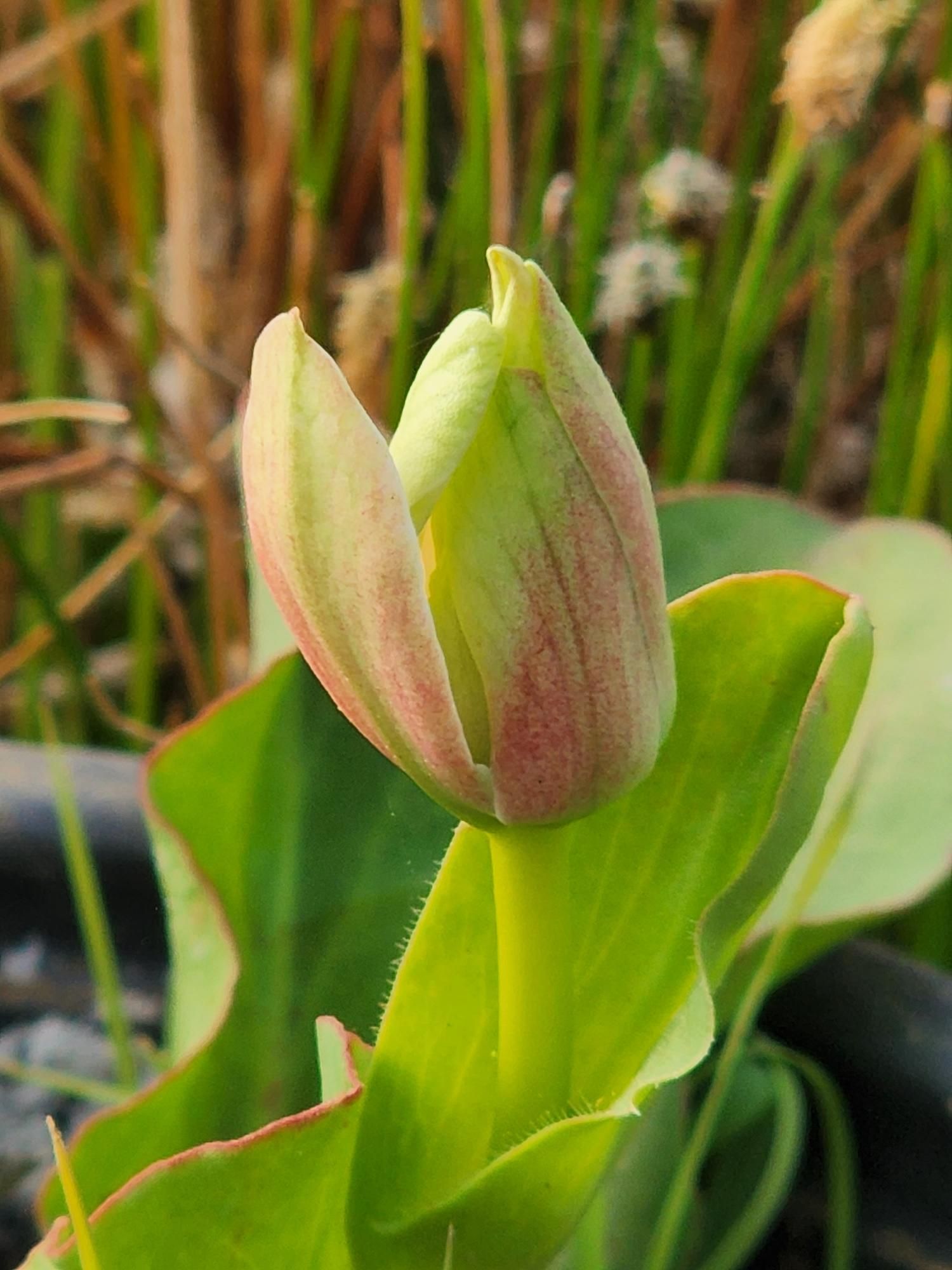 A close up of a flower bud with green leaves