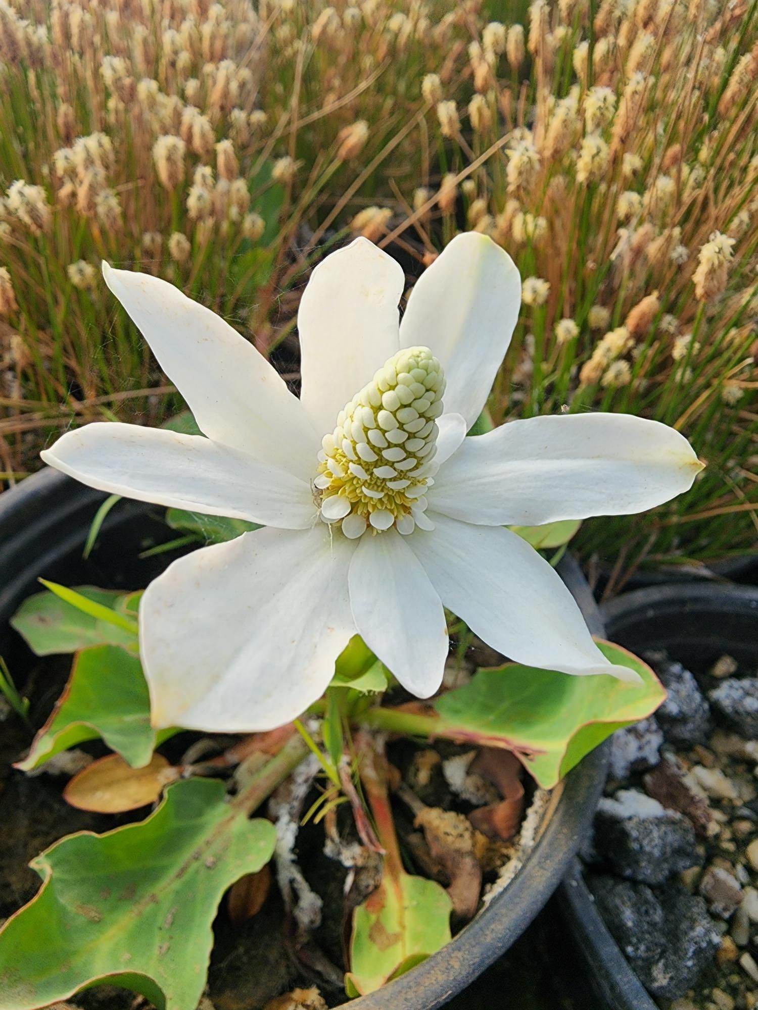 A close up of a white flower in a pot
