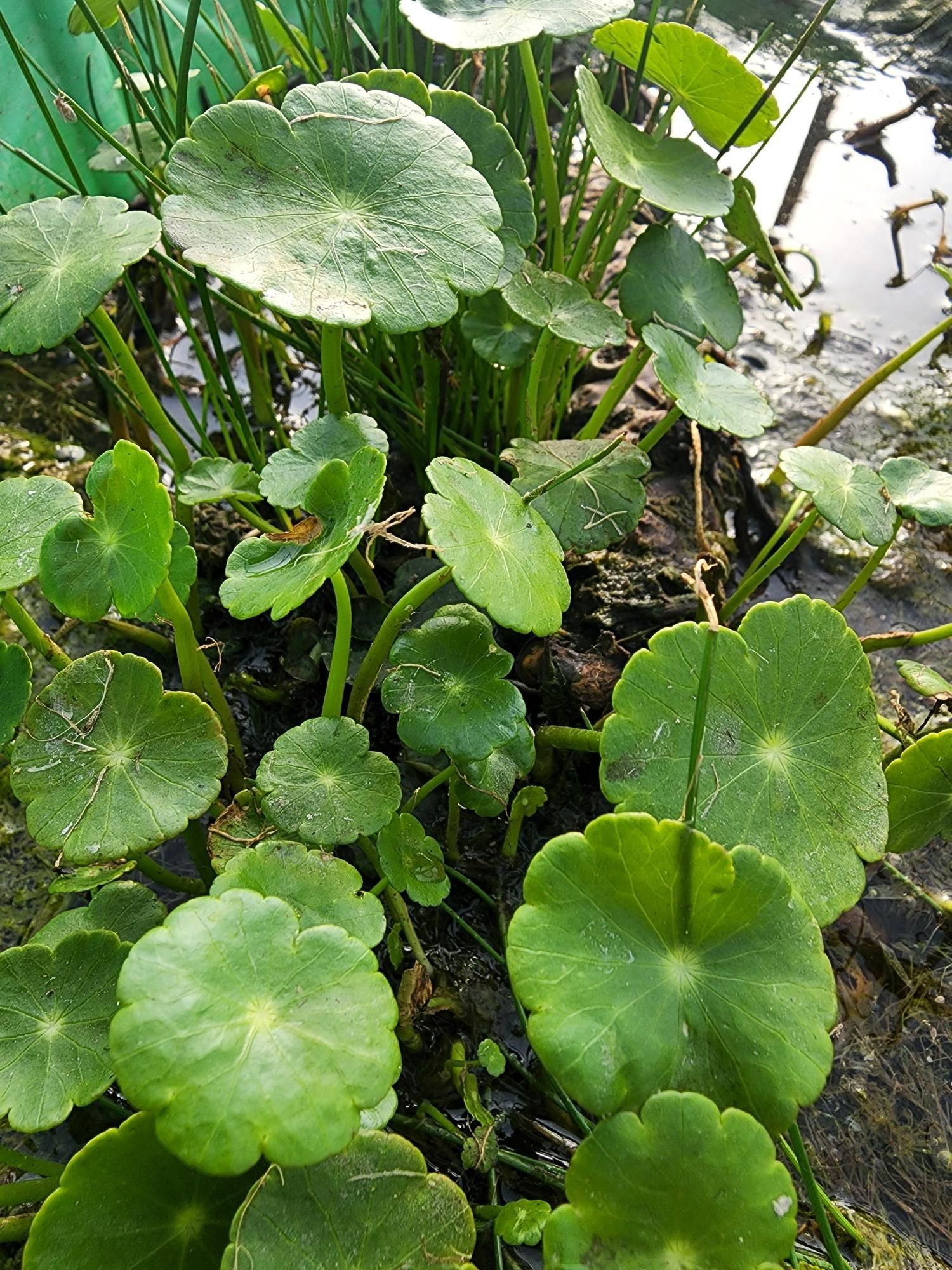 A close up of a plant with green leaves growing in the water.