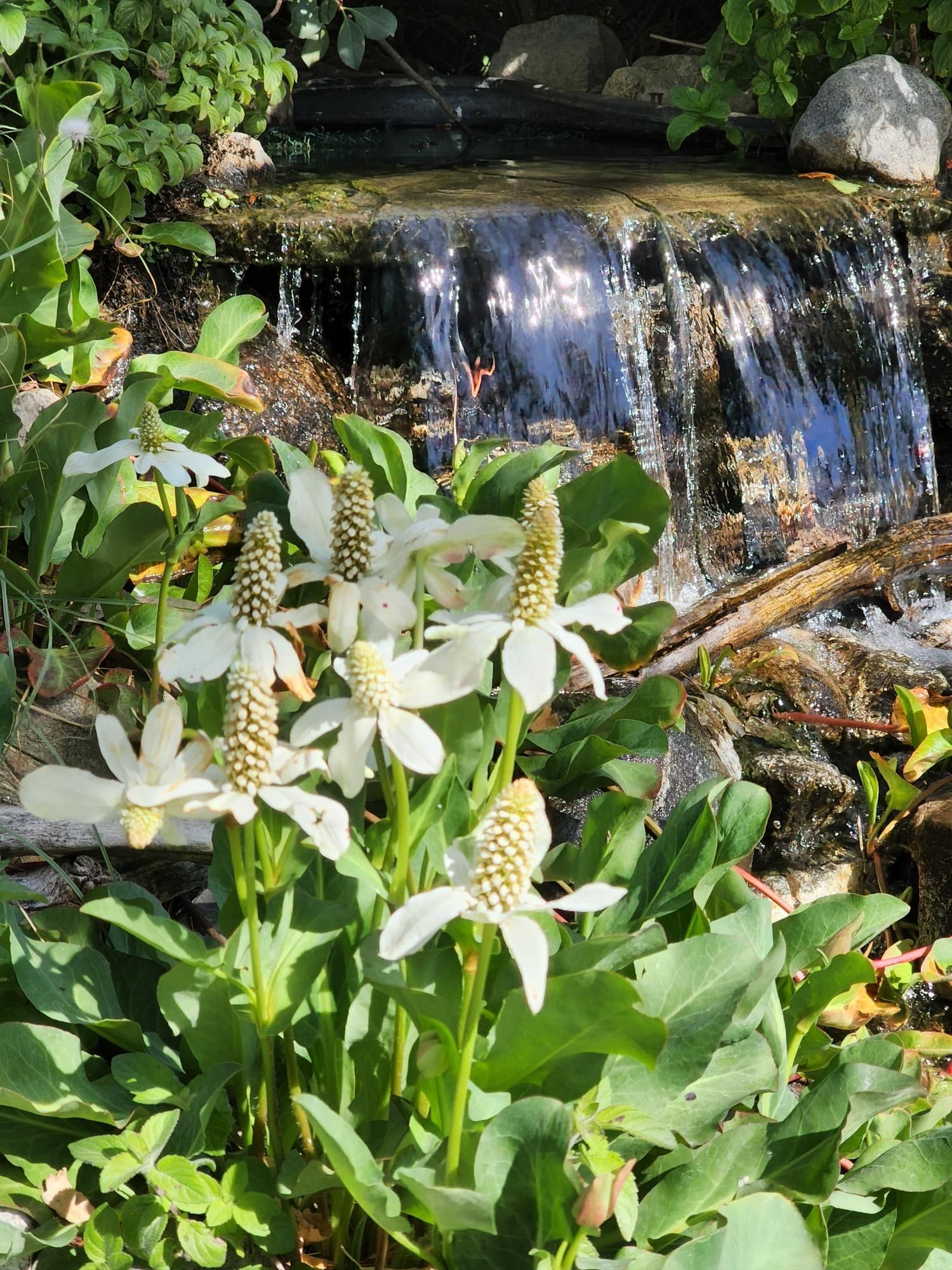 There is a waterfall in the background and flowers in the foreground.