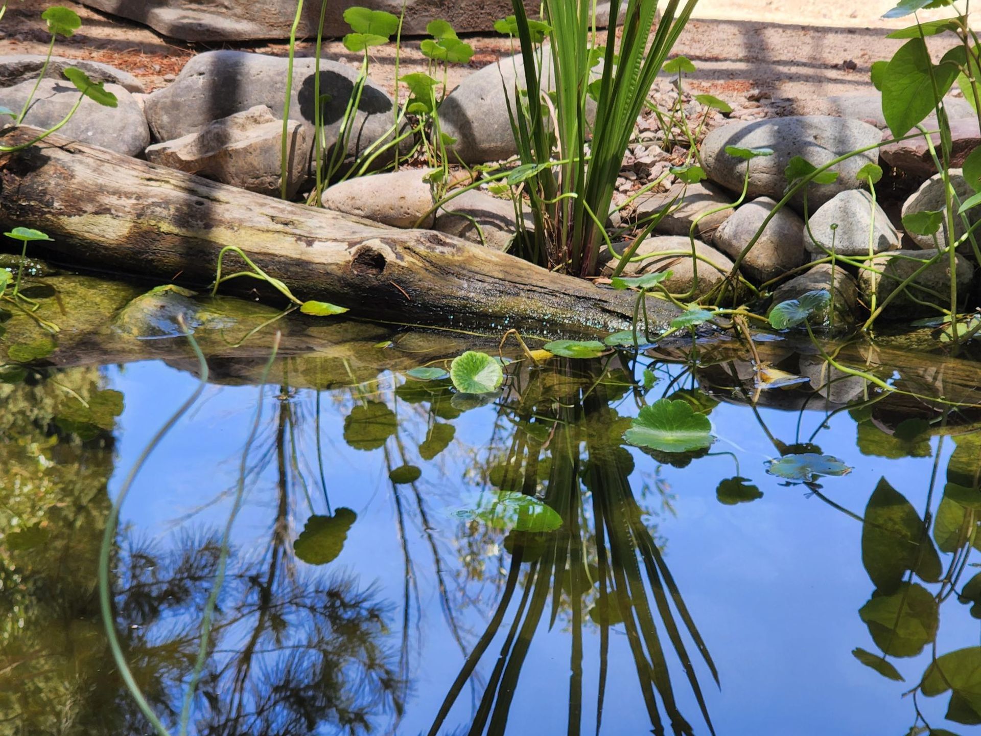 A pond with rocks and plants in it