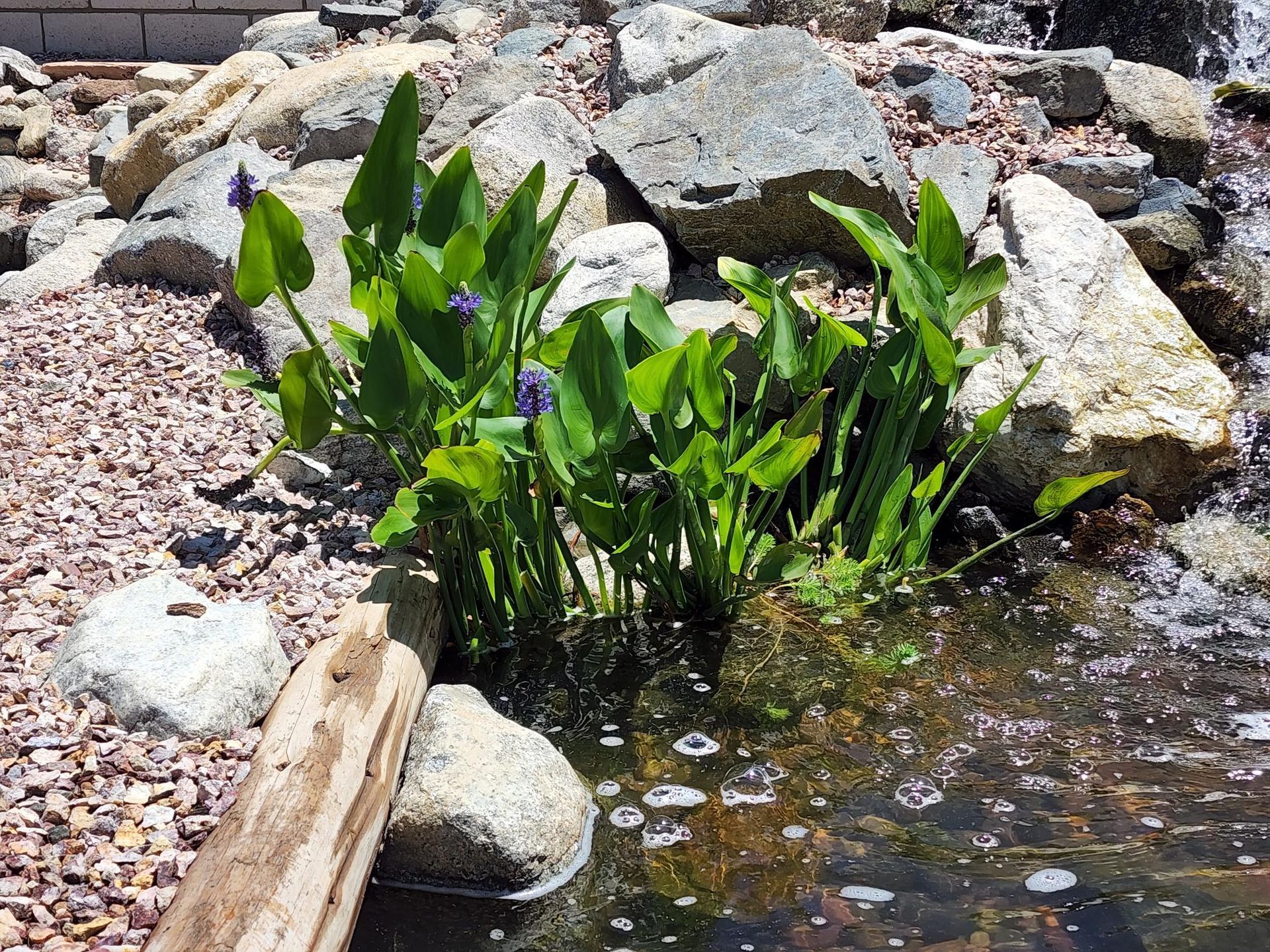 A pond with rocks and plants in it and a waterfall in the background.