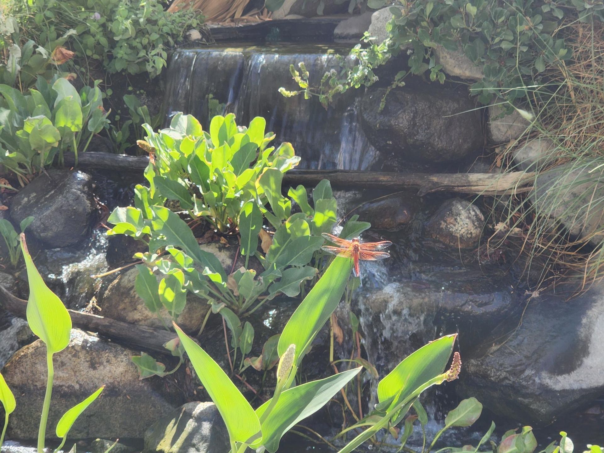 A waterfall is surrounded by plants and rocks in a garden.