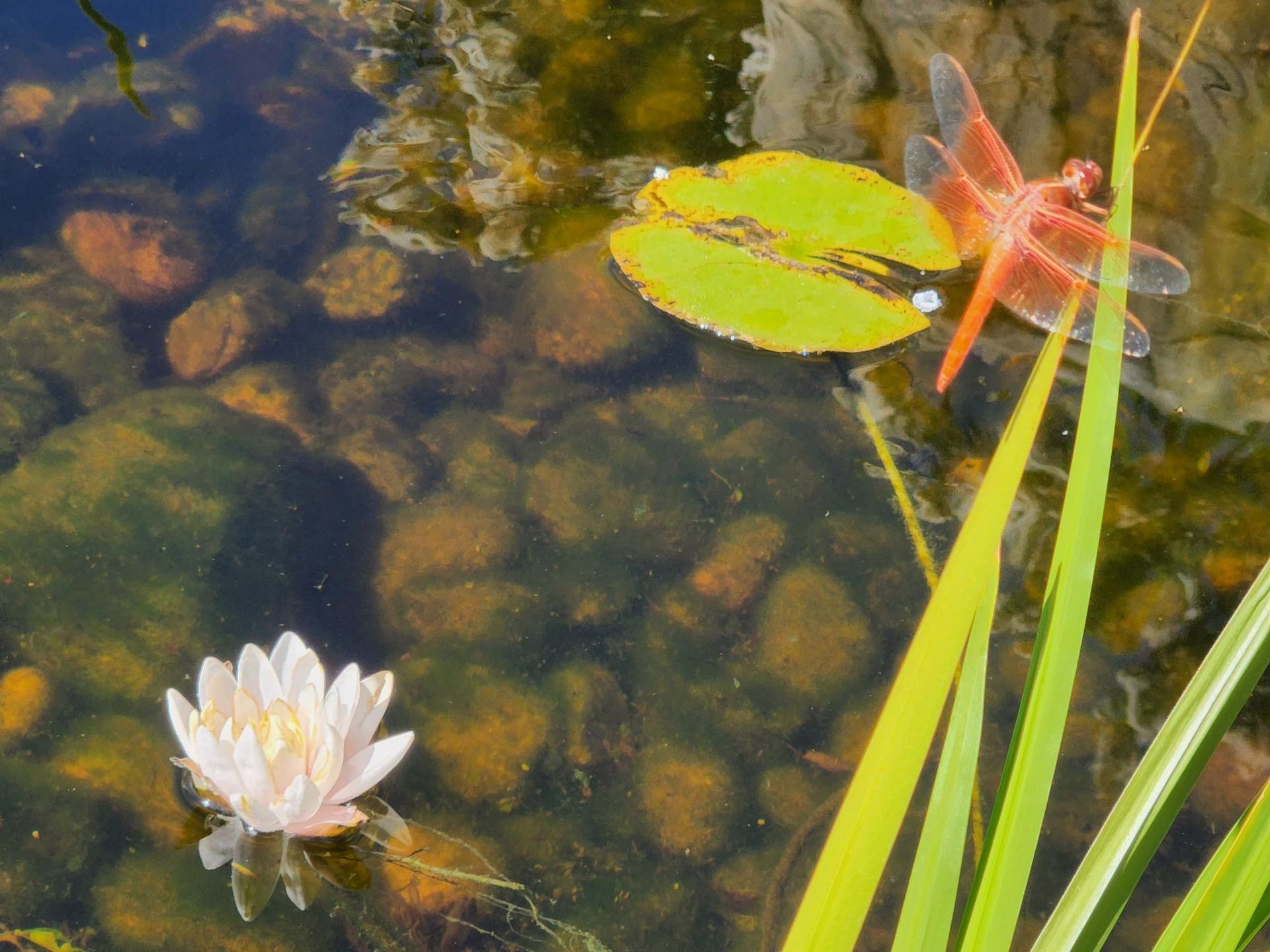 A dragonfly is sitting on a lily pad in a pond