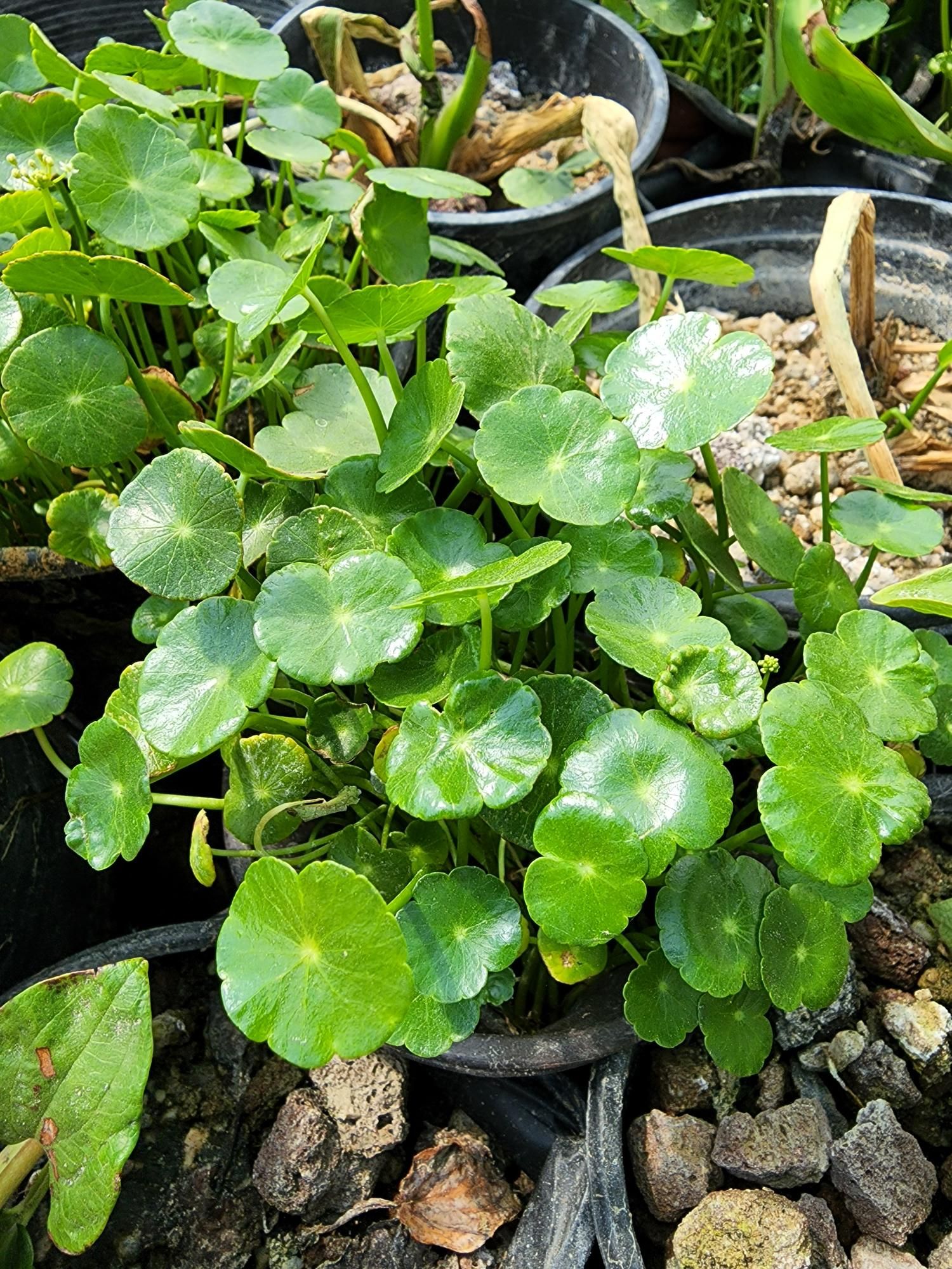A bunch of potted plants are sitting on top of rocks.