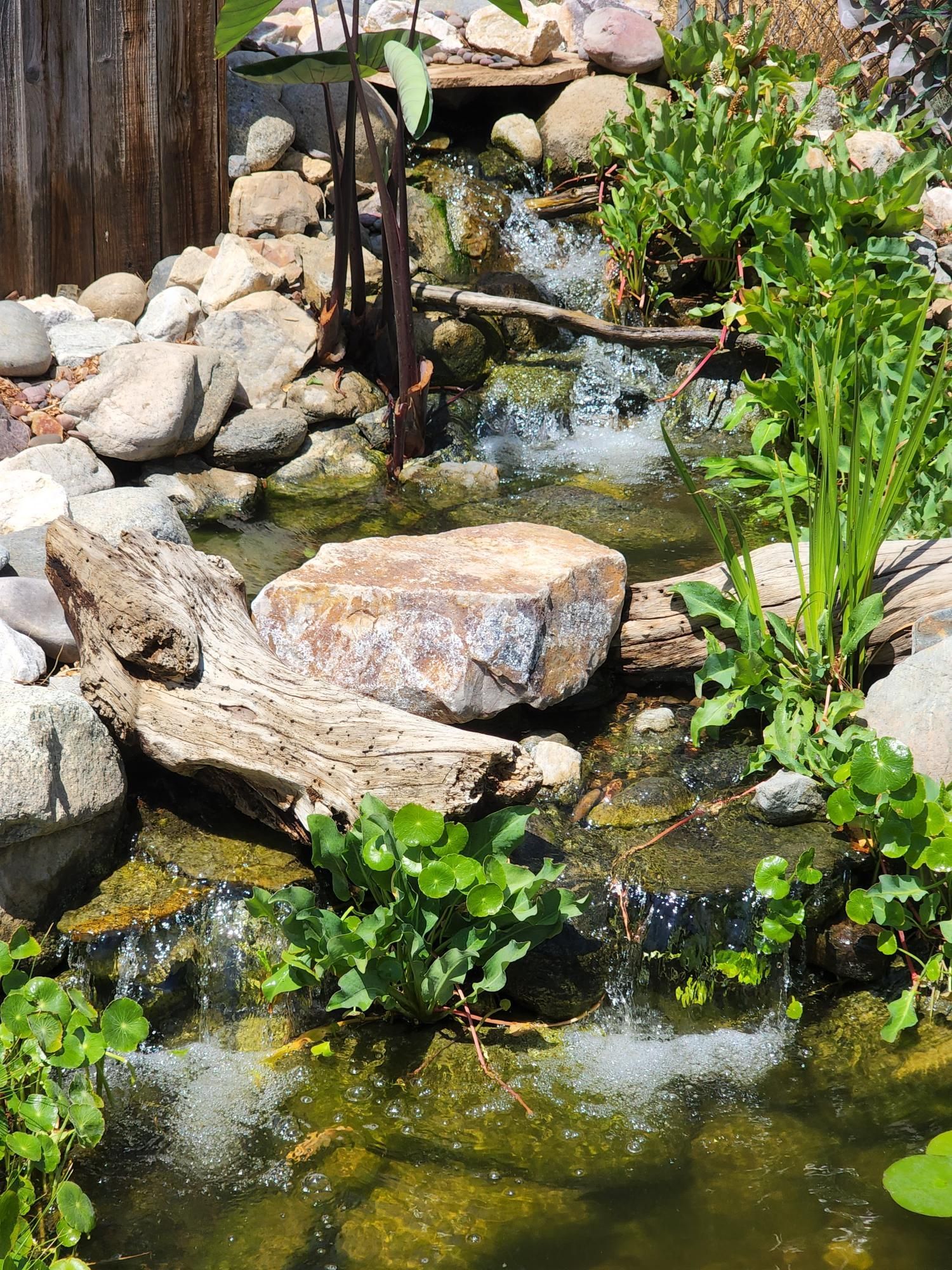 A pond surrounded by rocks and plants with a waterfall in the background.