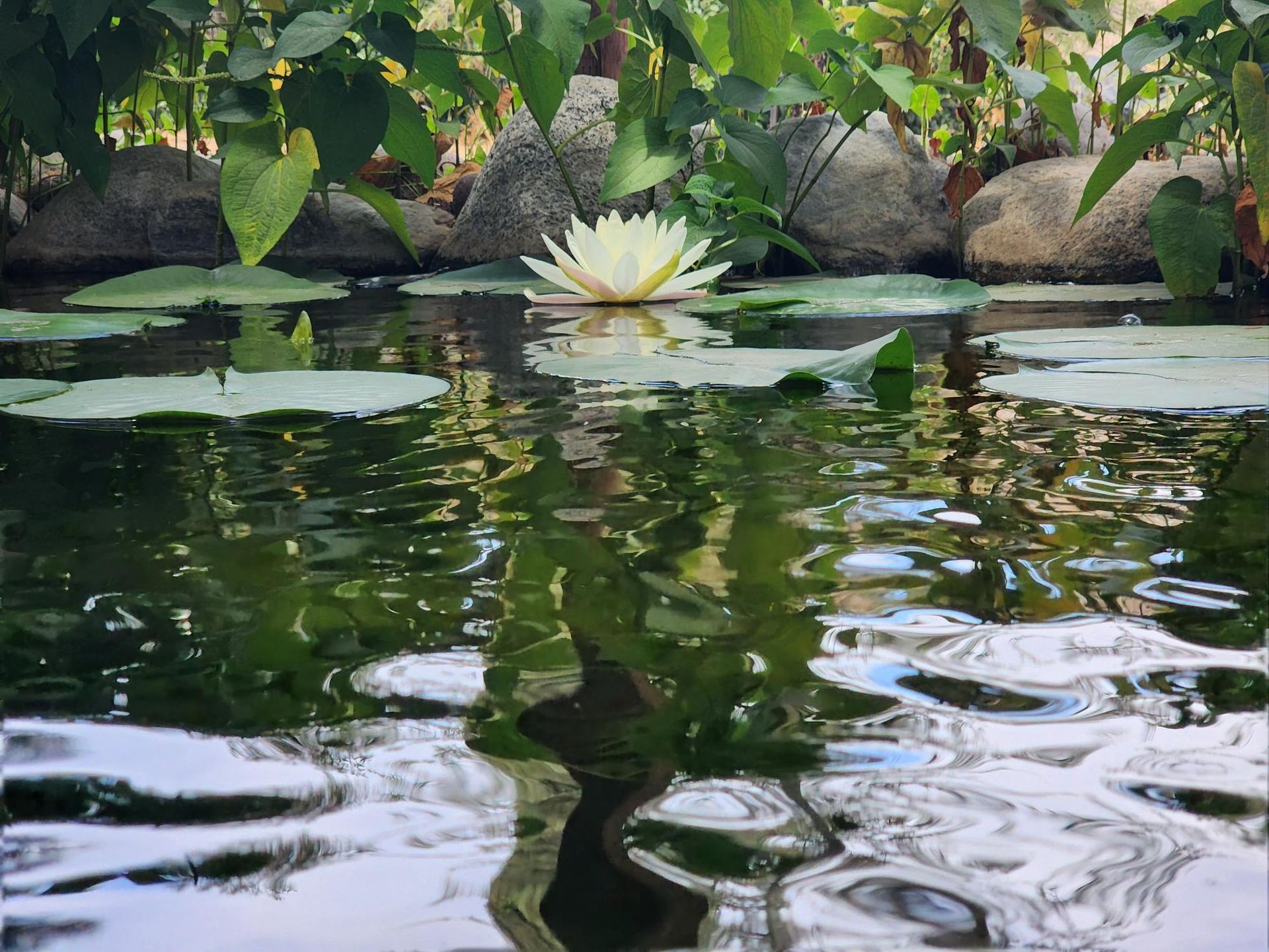 A white water lily is floating on top of a pond surrounded by lily pads.