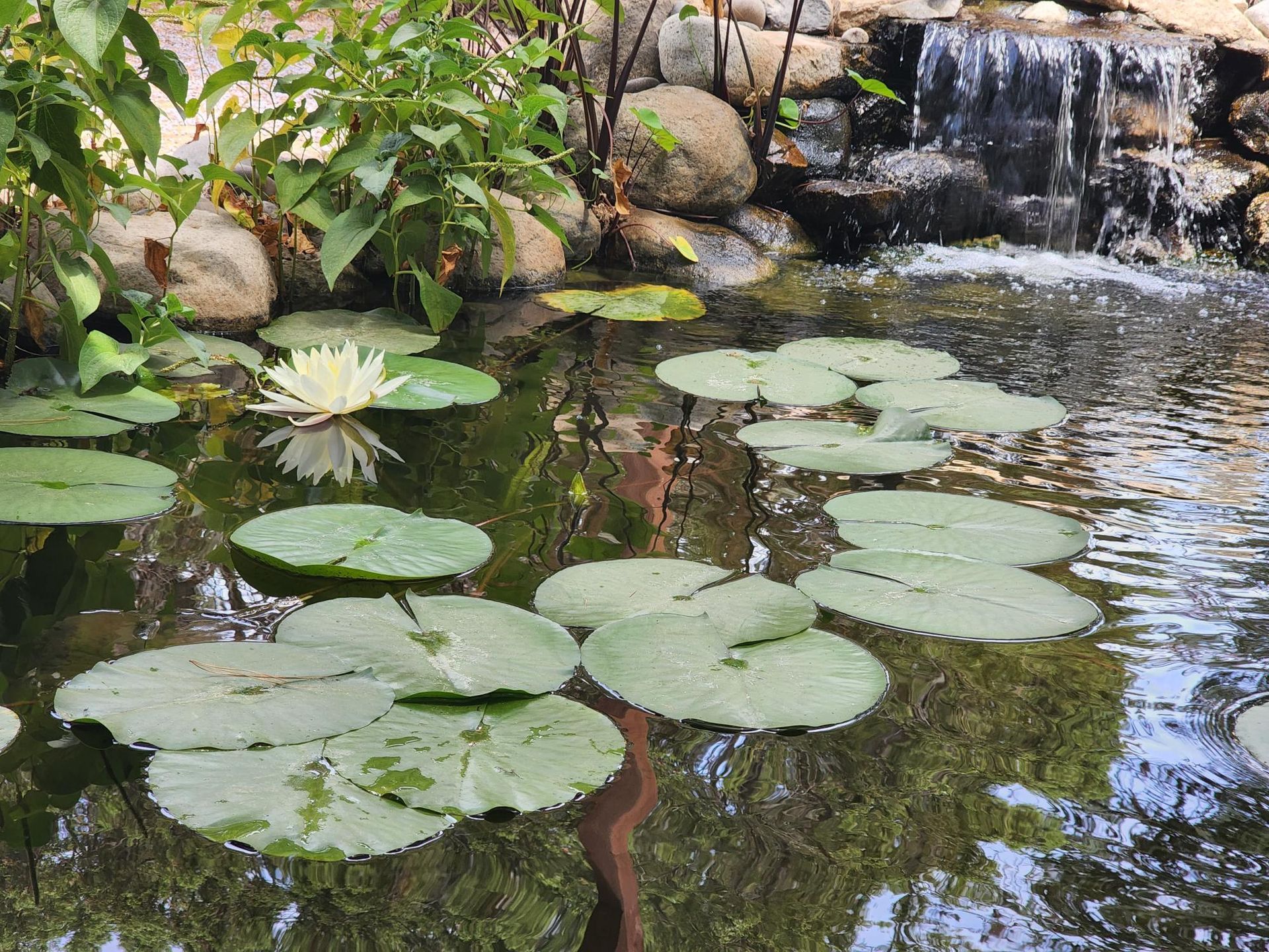 A pond filled with water lilies and a waterfall in the background.