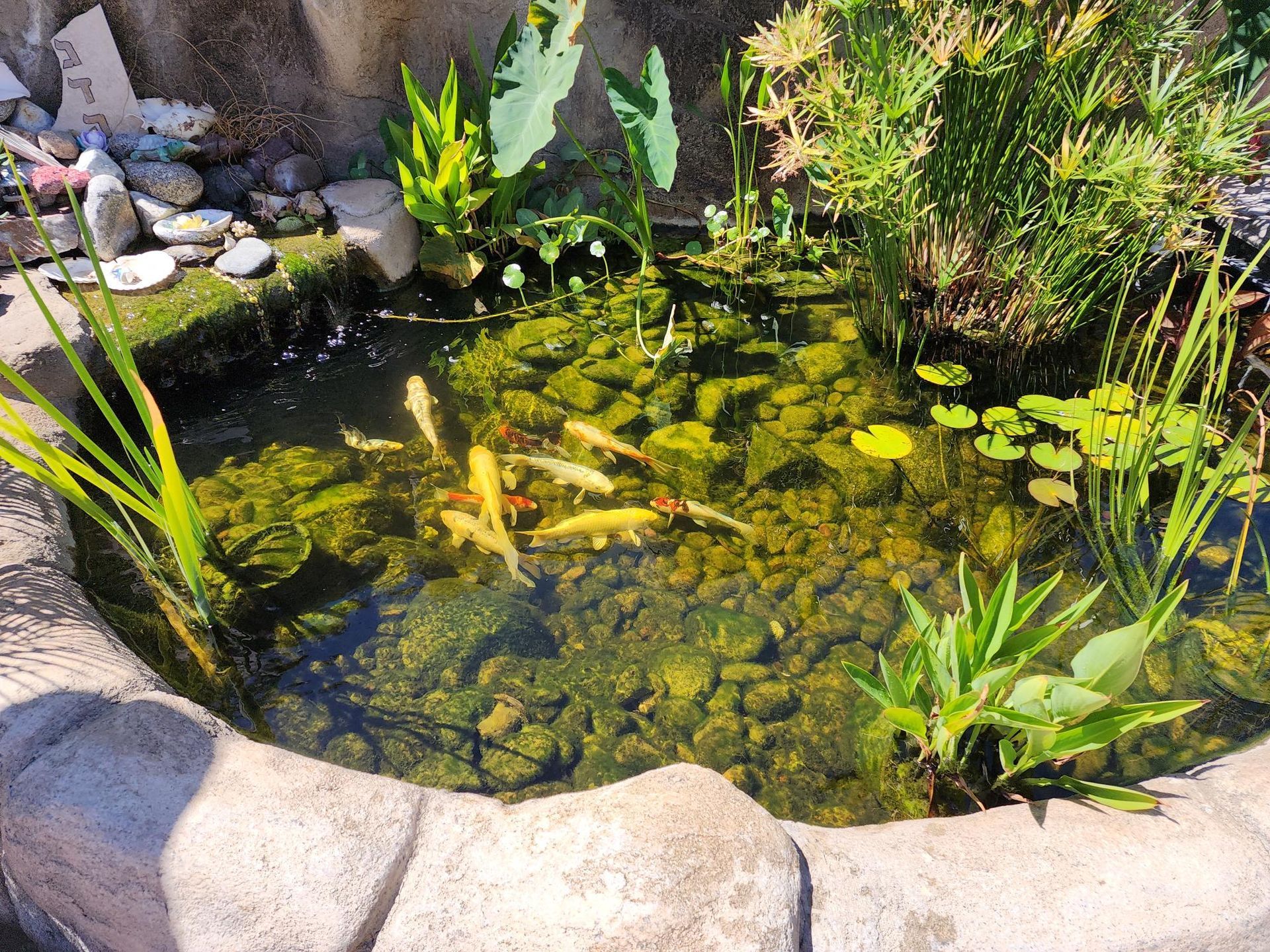 A pond with fish and water lilies in it