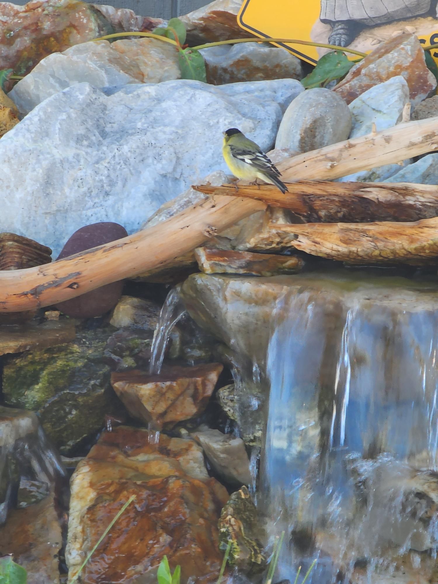 A bird is perched on a rock near a waterfall
