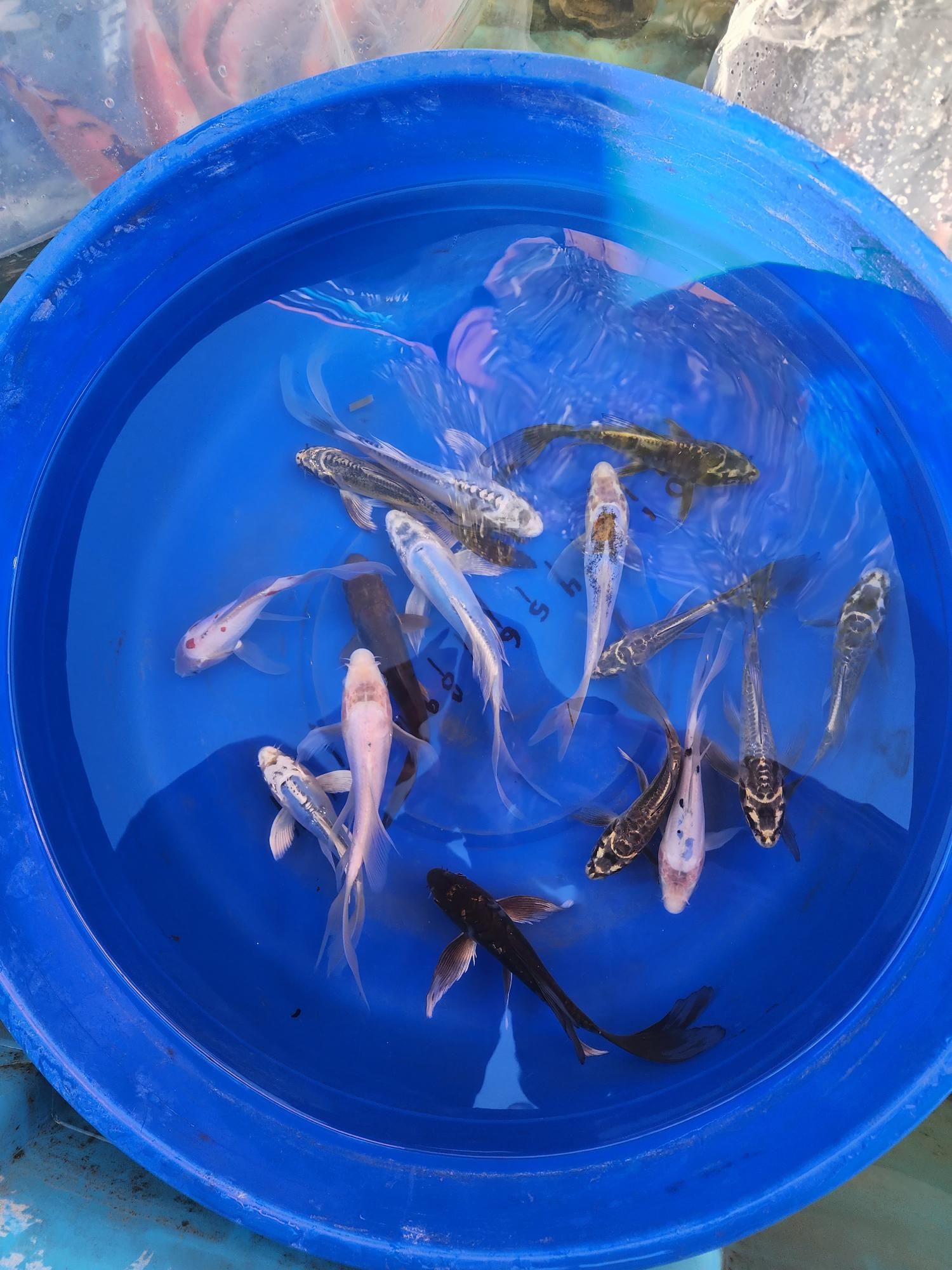A blue bowl filled with fish is sitting on a table.