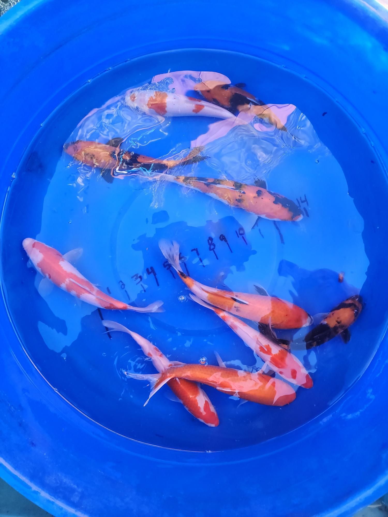 A group of fish are swimming in a blue bucket of water.