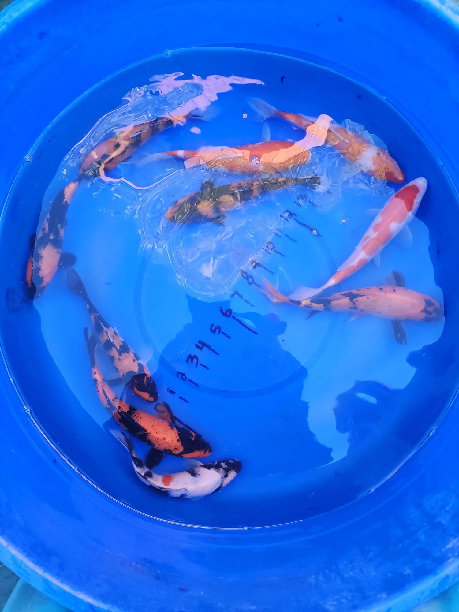 A group of fish are swimming in a blue bucket.