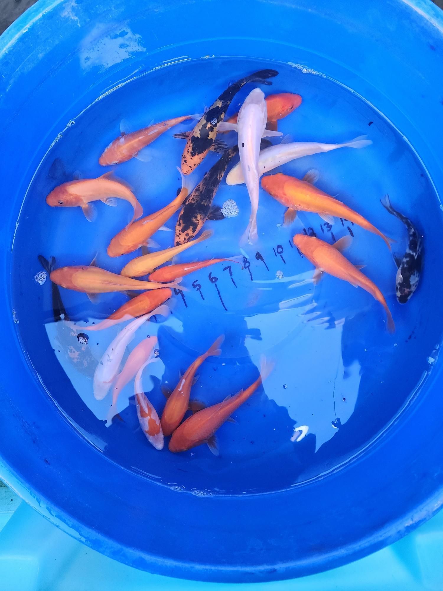 A blue bucket filled with many different colored fish