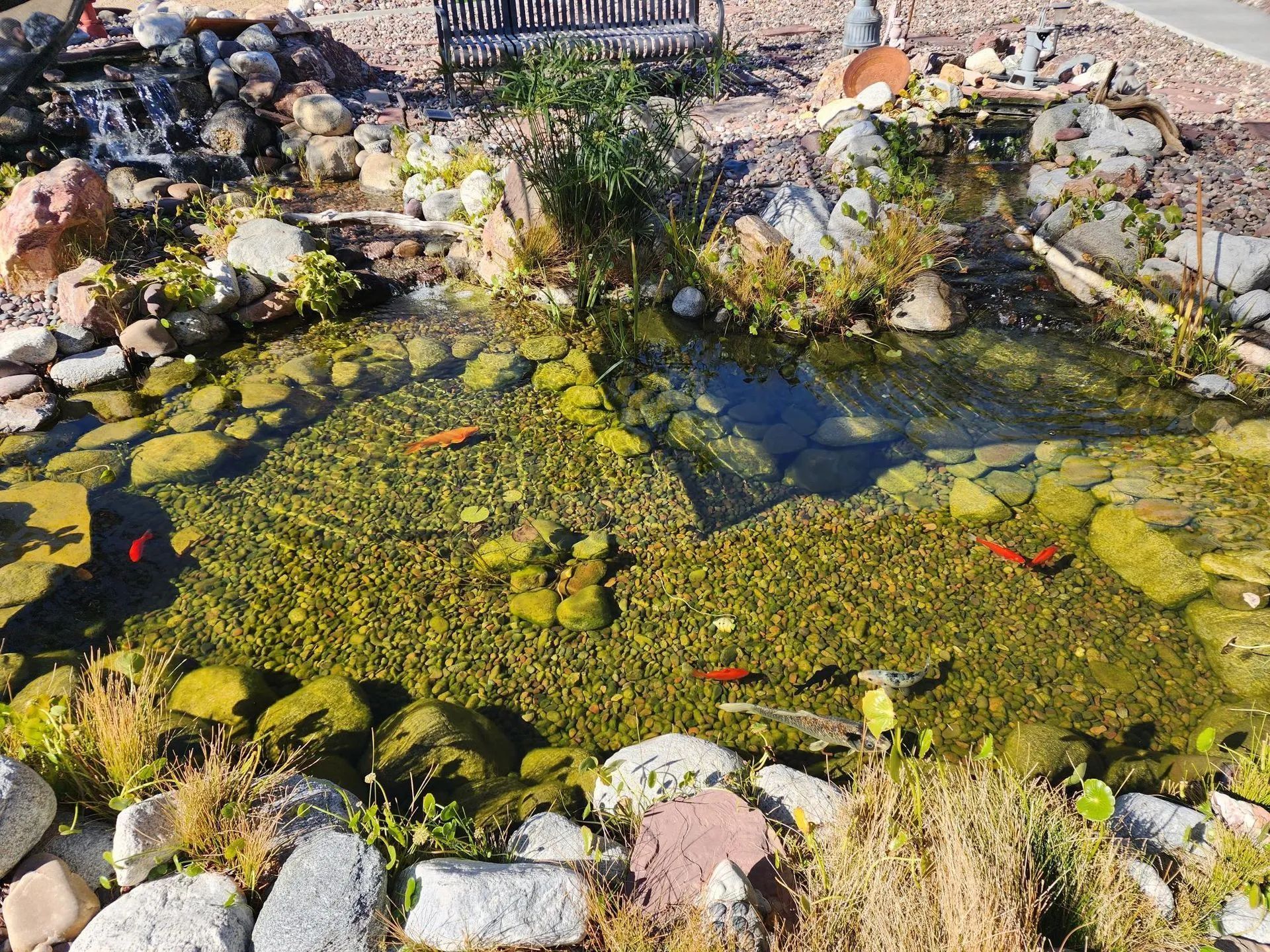 A small pond with clear water, rocks, and red fish. Water flows from a small waterfall.