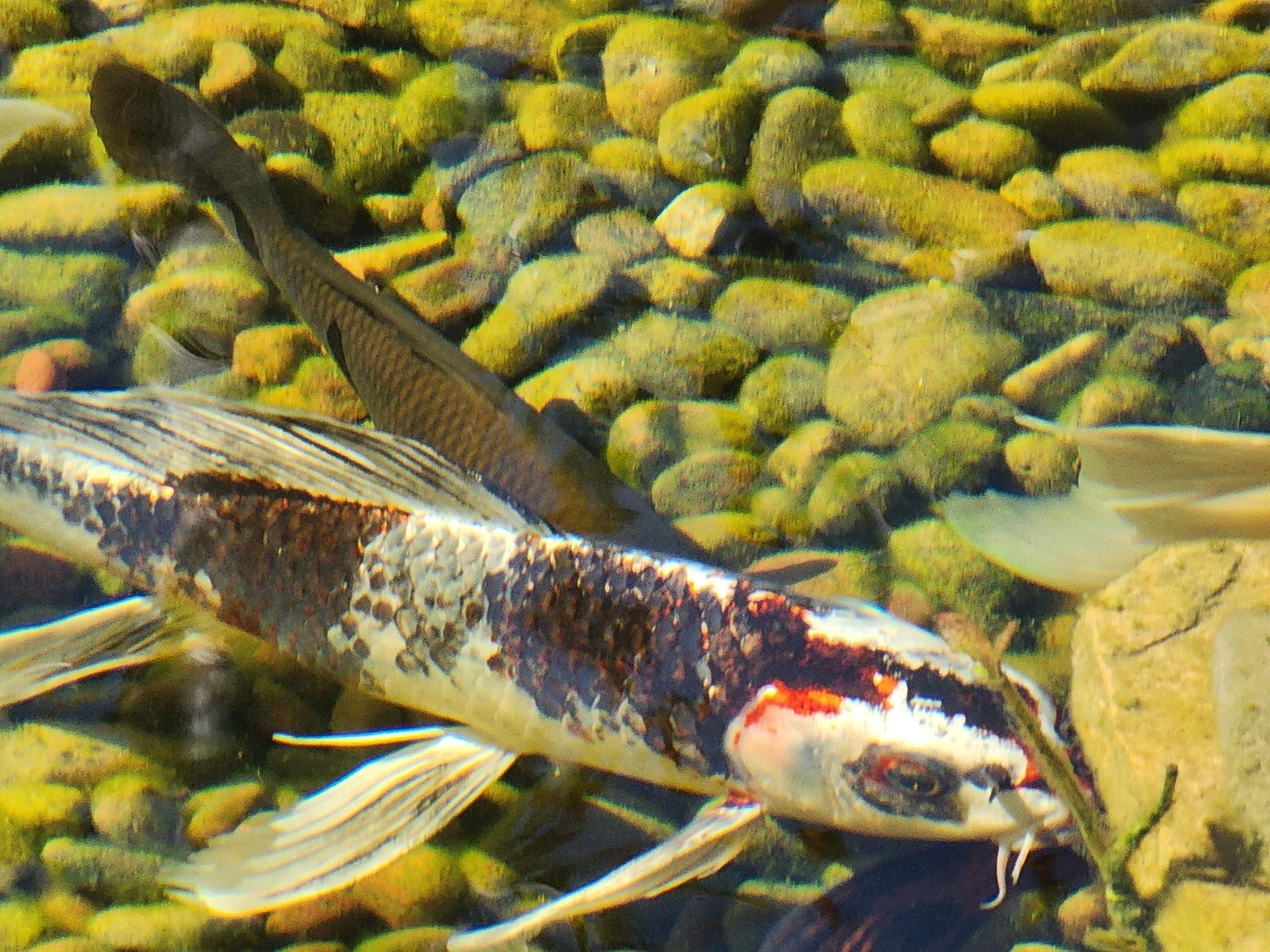 A fish is swimming in a pond surrounded by rocks