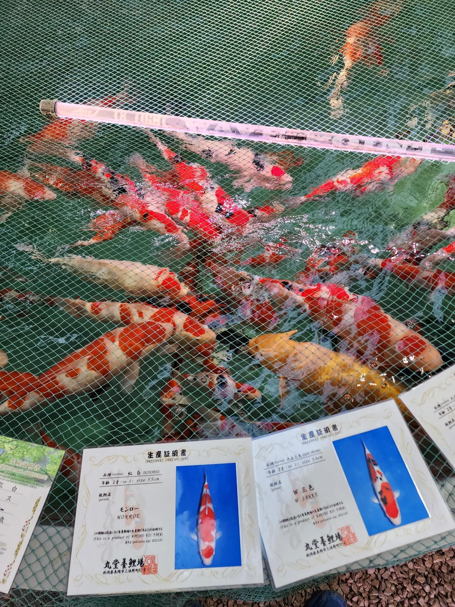 A bunch of fish are swimming in a net.