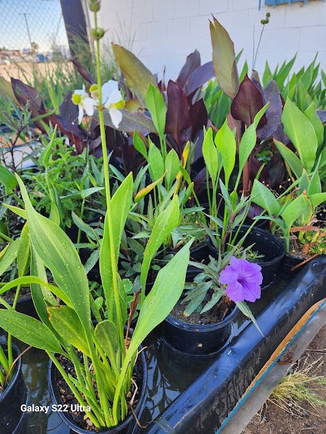 A bunch of potted plants with purple flowers and green leaves