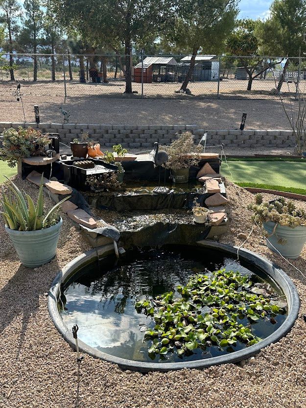 There is a pond with water lilies in it and a fountain in the background.