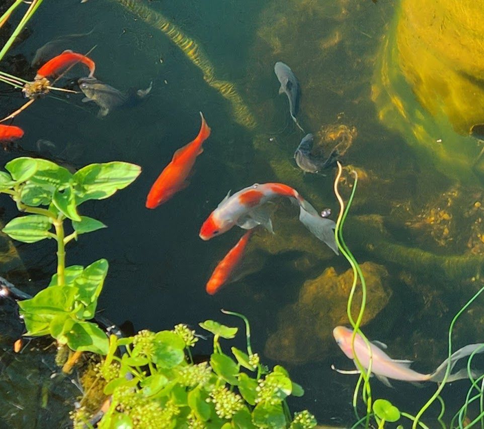 A group of fish are swimming in a pond surrounded by plants