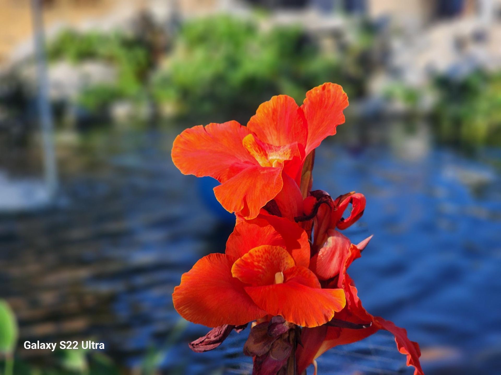 A close up of a red flower with a galaxy s22 ultra in the background