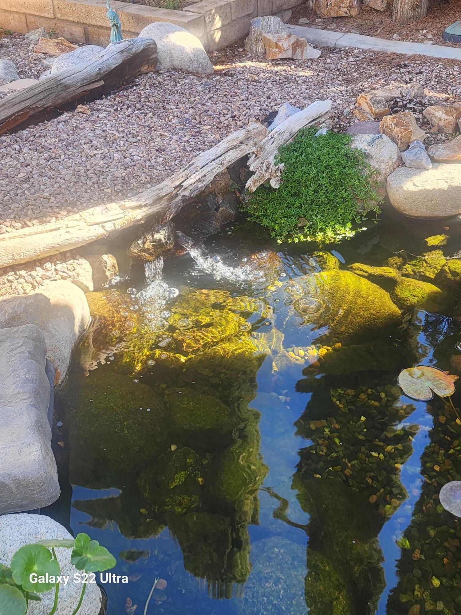 A pond with a lot of rocks and plants in it