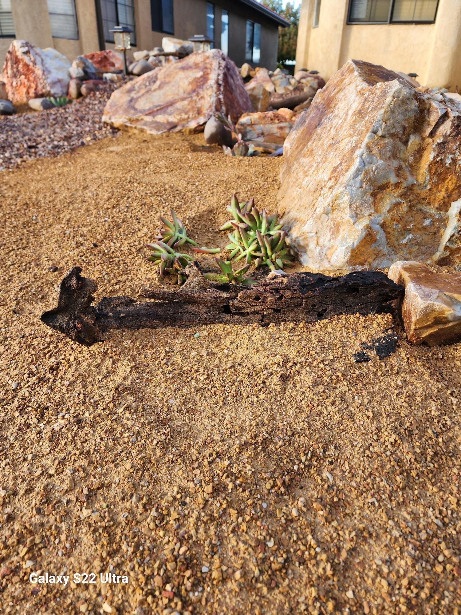 A large rock in the middle of a dirt field with a plant growing out of it.