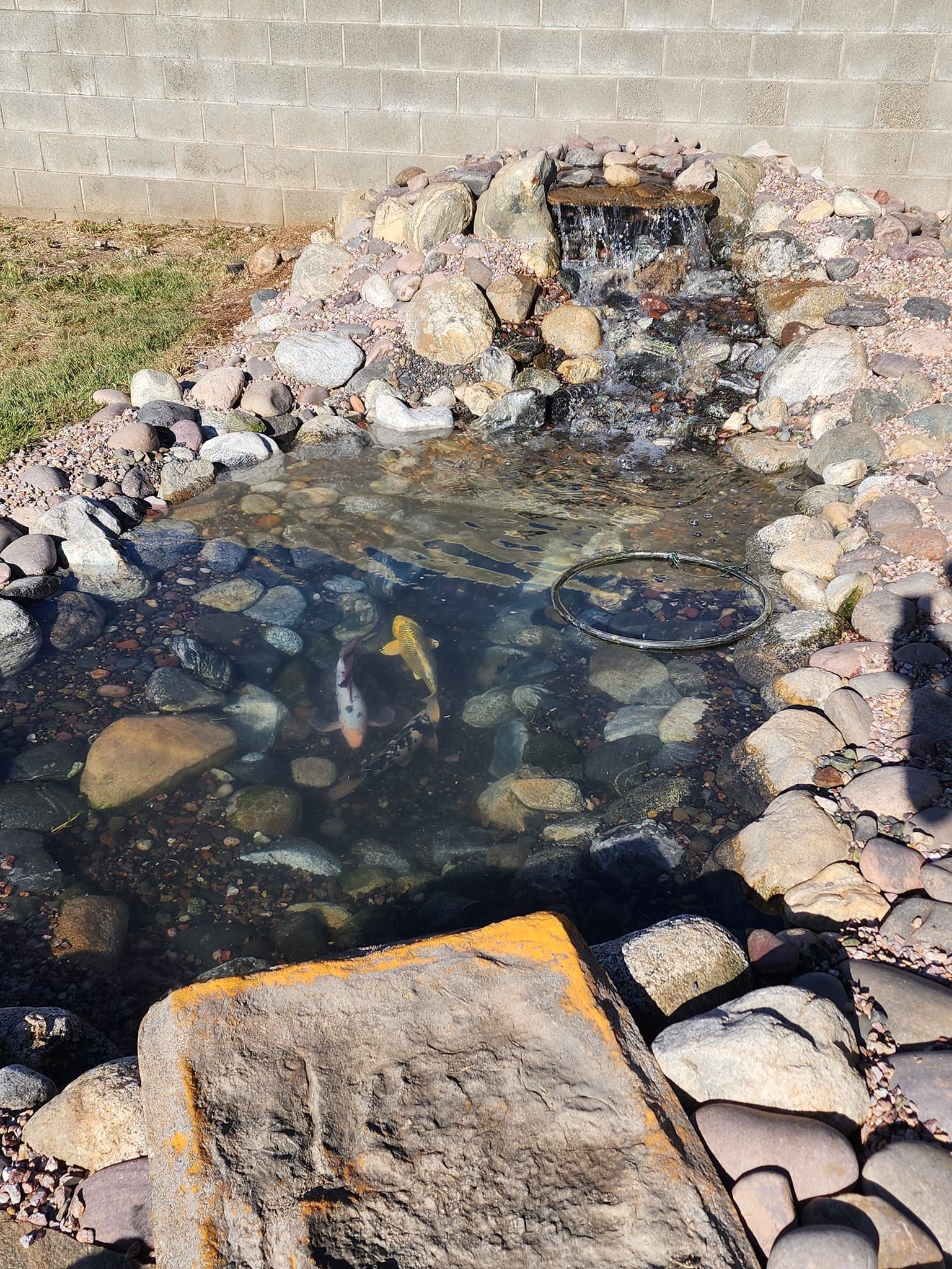 A pond filled with rocks and fish with a waterfall in the background.