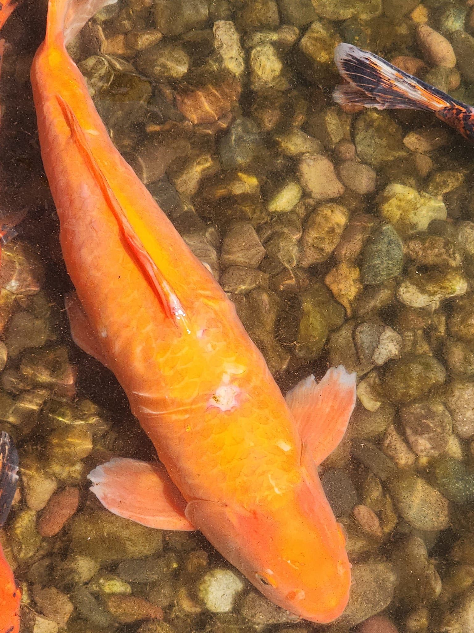 A large orange fish is swimming in a pond with rocks.