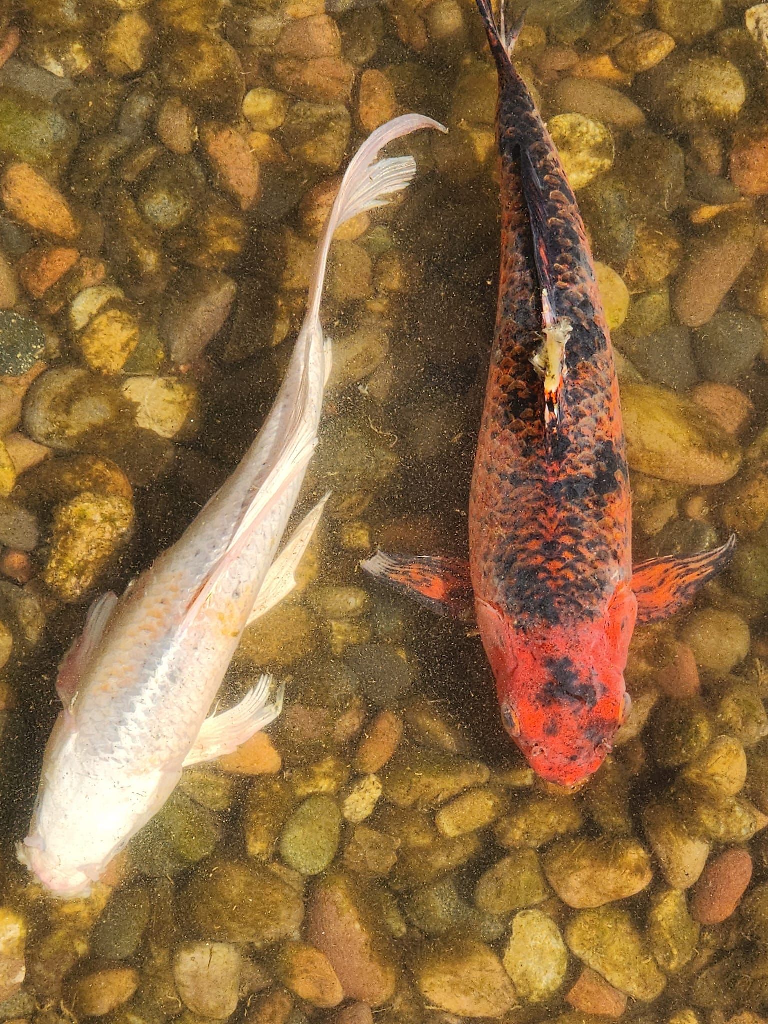 Two fish are swimming in a pond with rocks.
