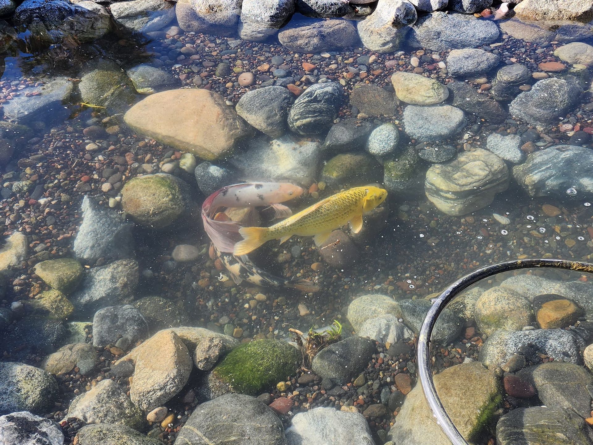 Two fish are swimming in a pond surrounded by rocks.