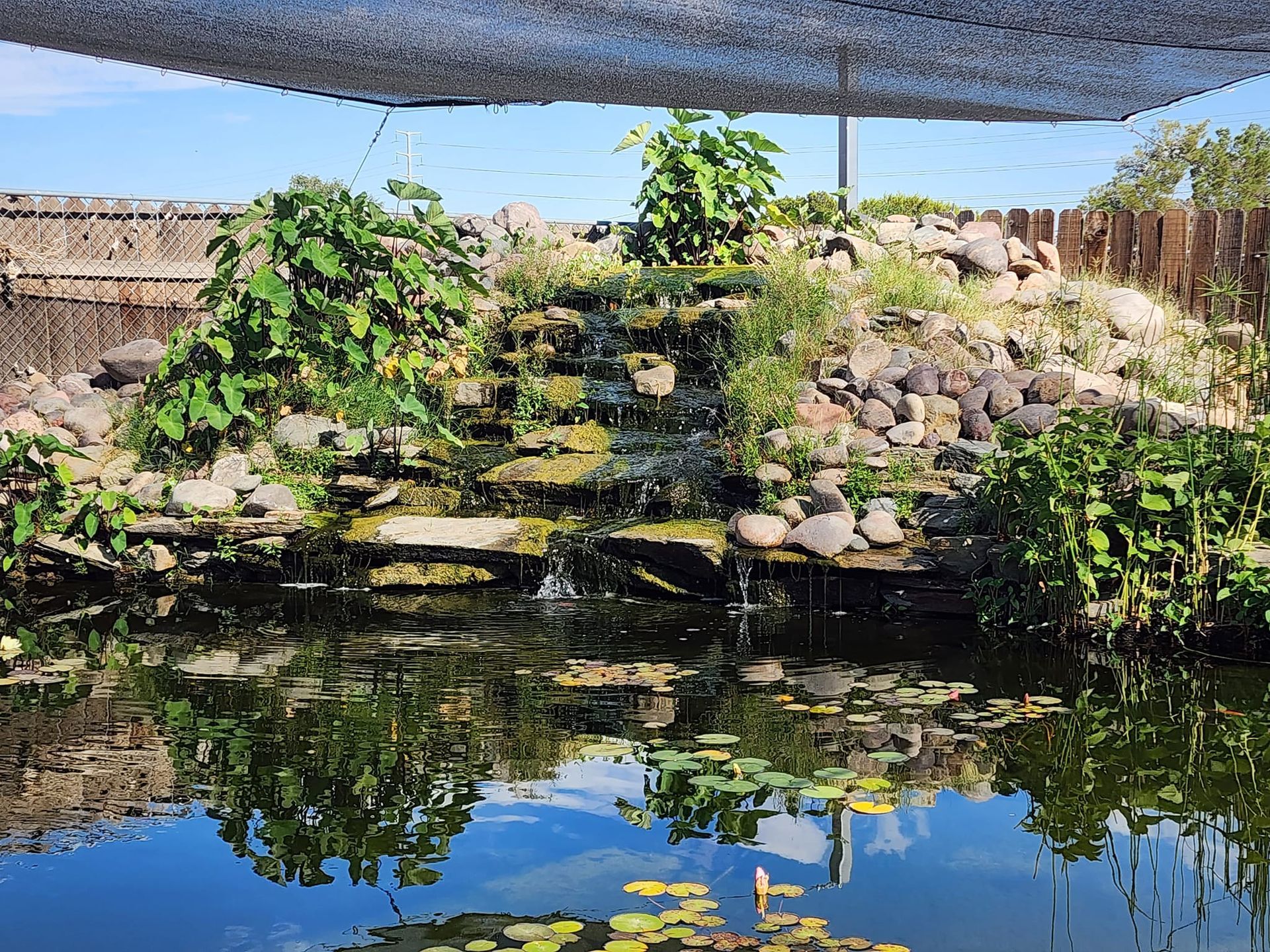 A pond with a waterfall and a reflection of trees in the water.