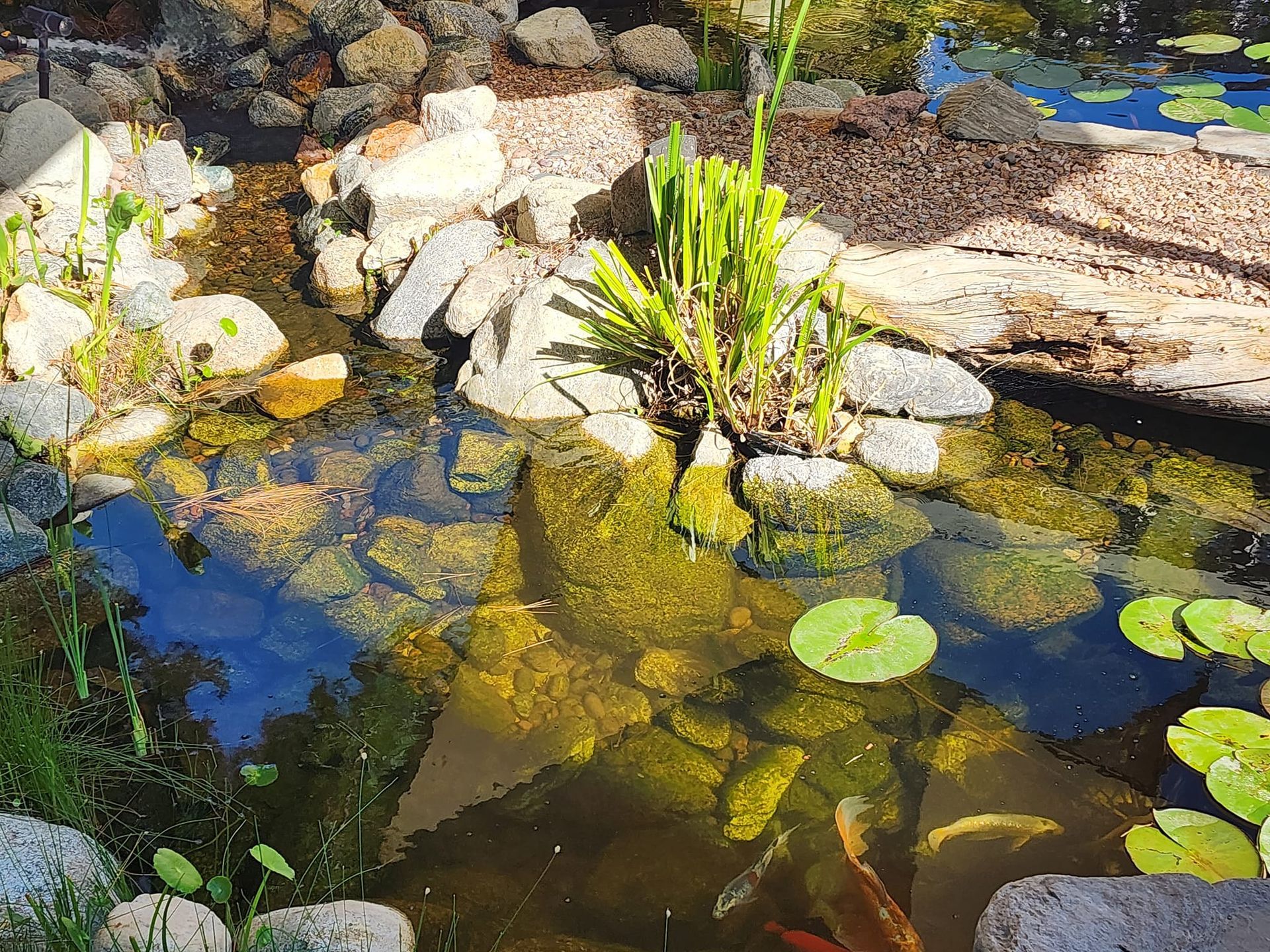 A pond with fish and water lilies in it