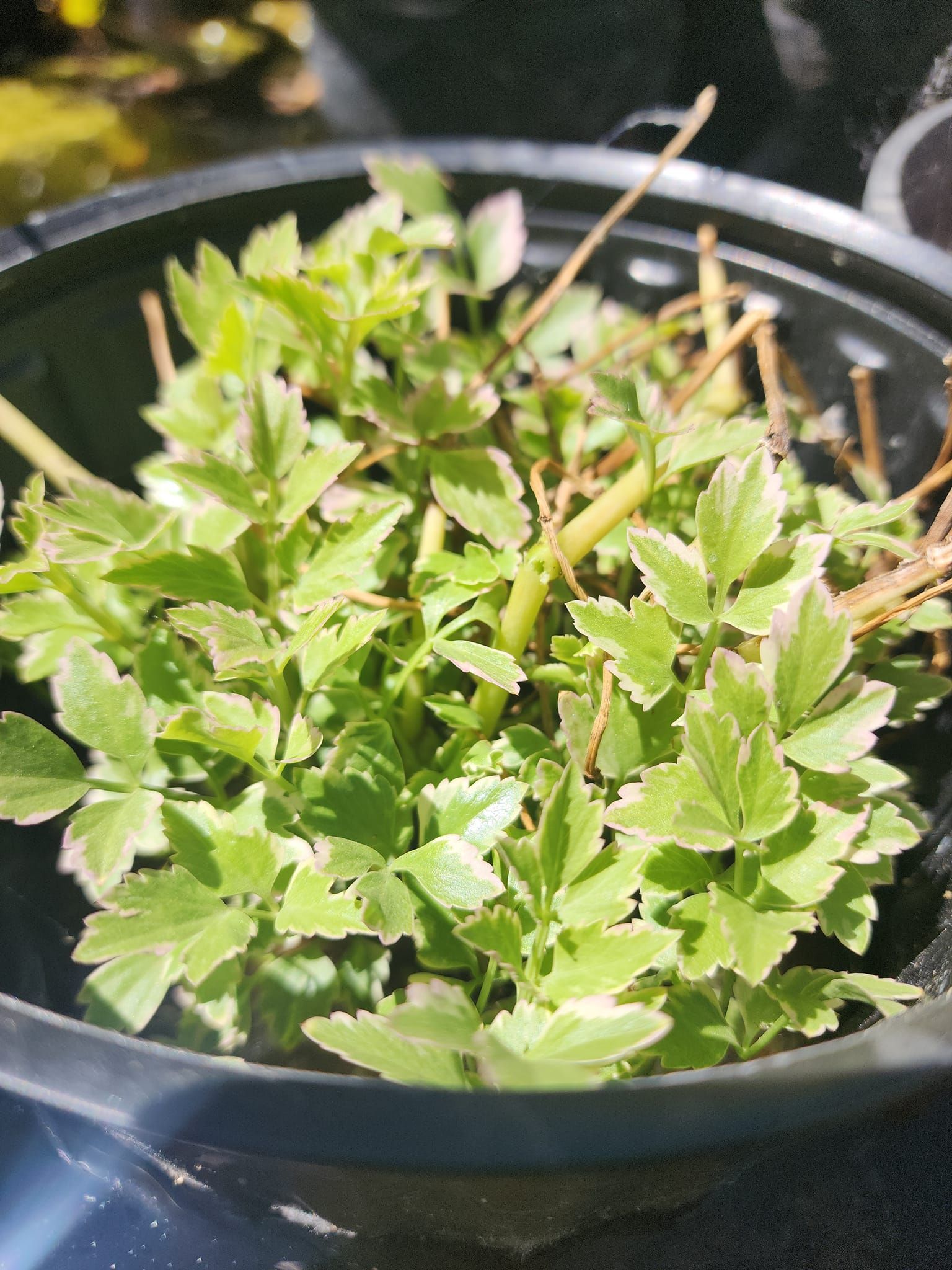 A black bowl filled with green leaves and branches