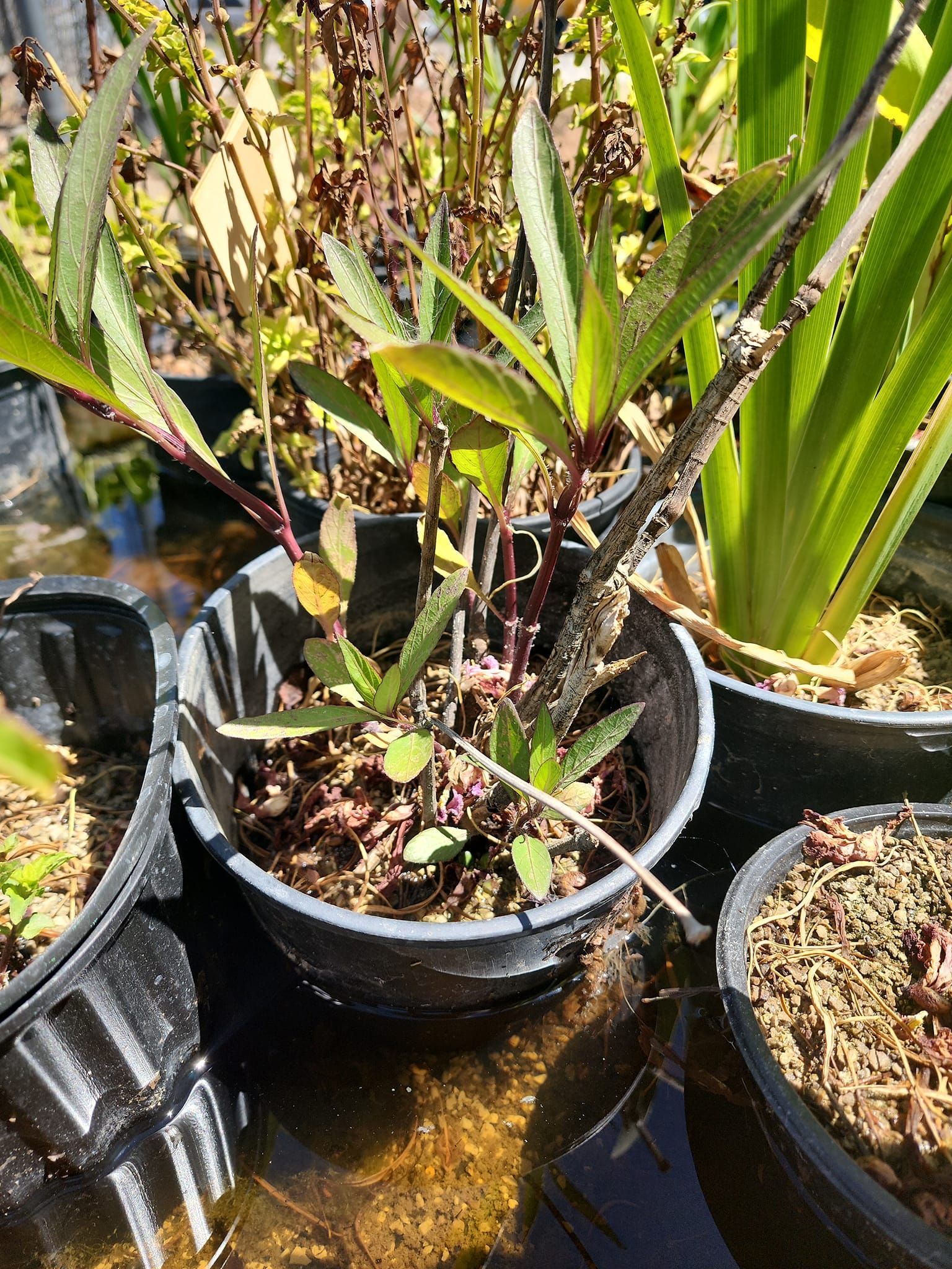 A group of potted plants sitting next to each other in a pond.
