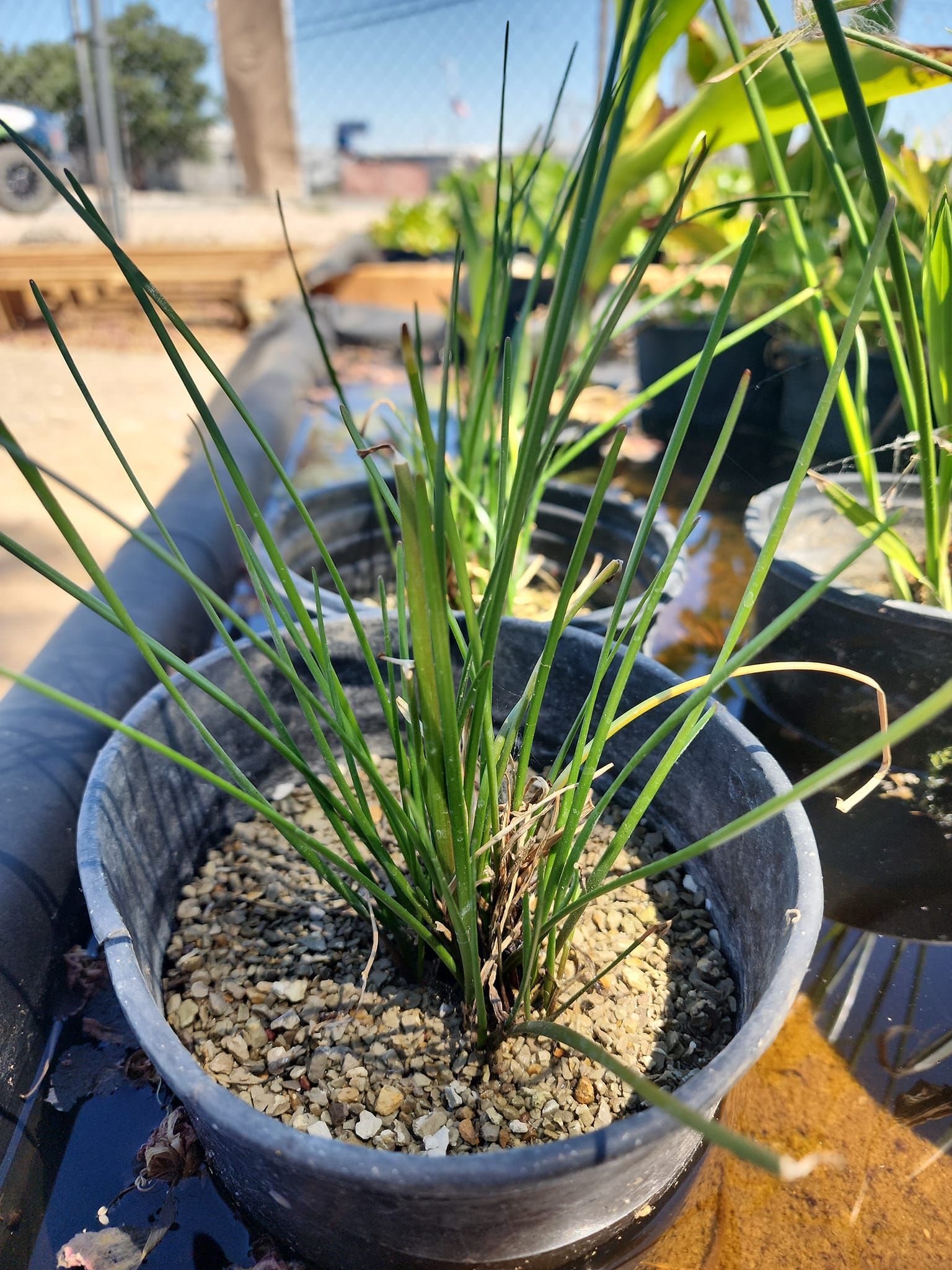 A small potted plant with long green leaves is sitting on a table.