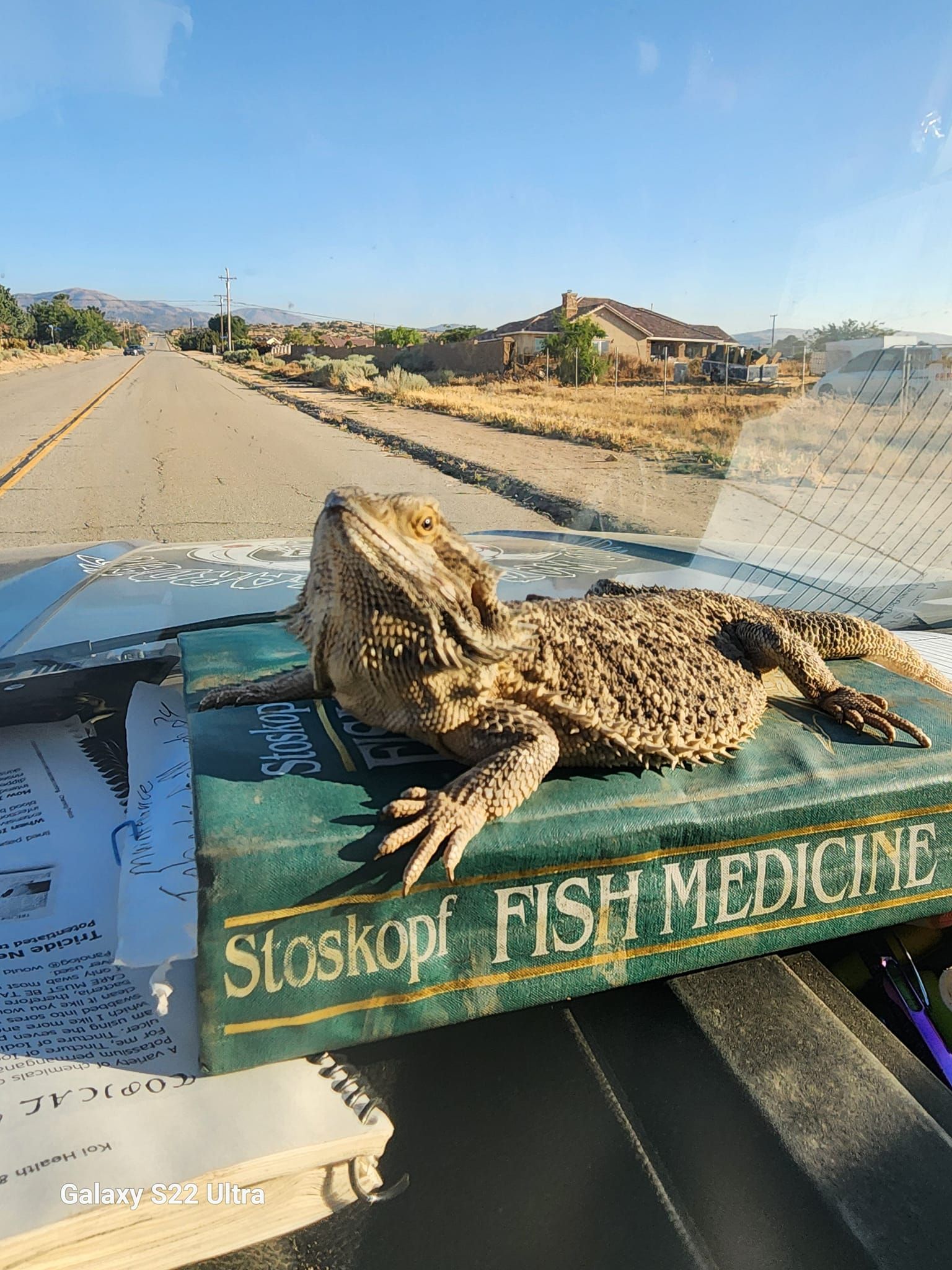 A lizard is sitting on top of a book about fish medicine.