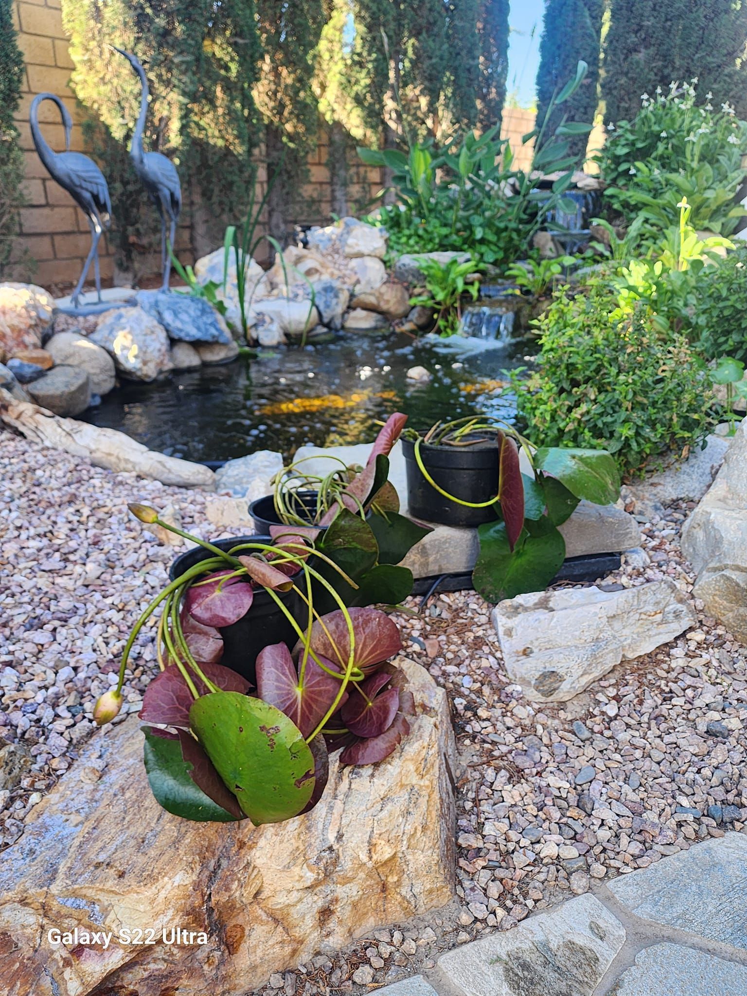 A pond surrounded by rocks and plants in a garden.
