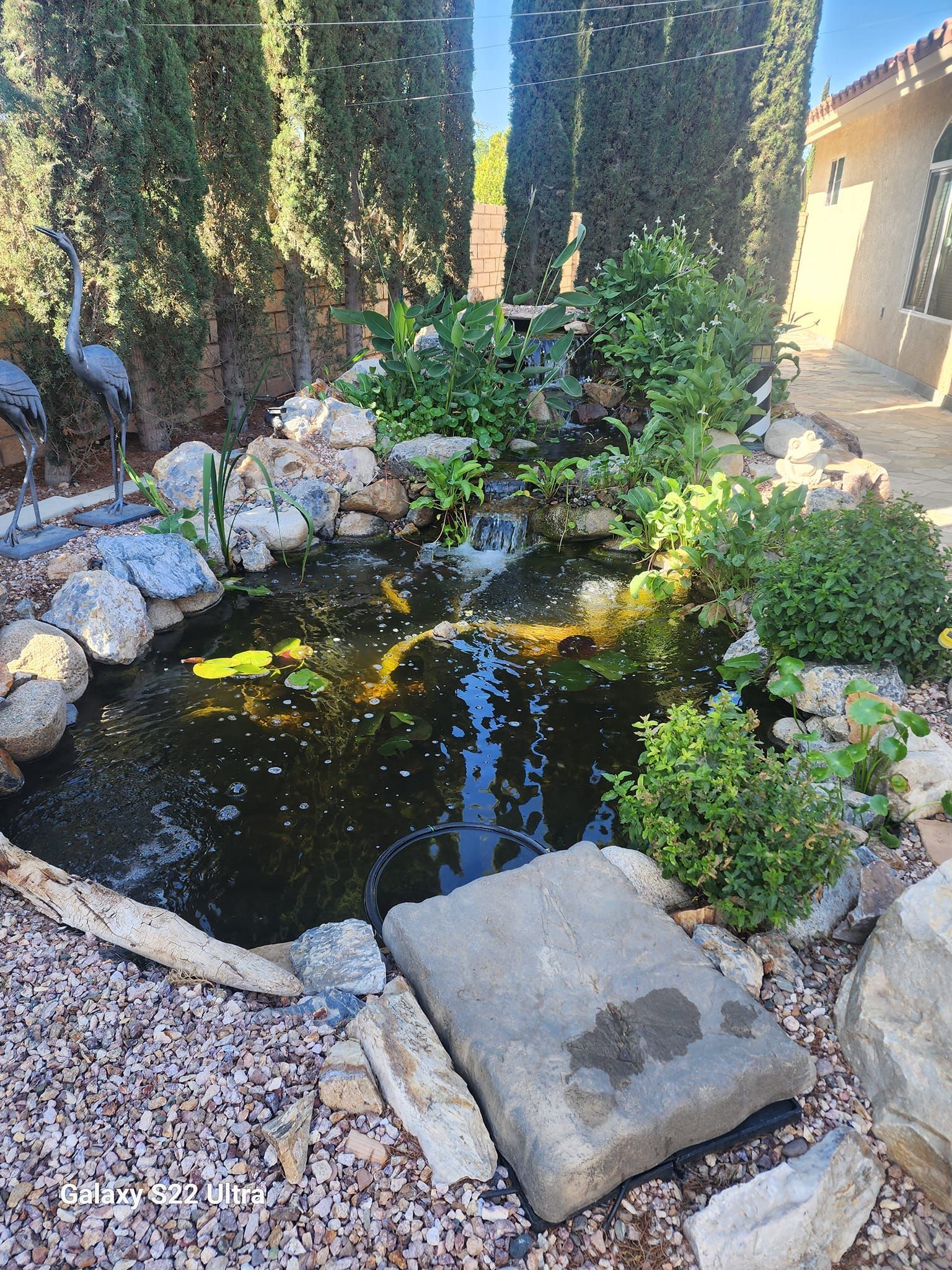 A pond surrounded by rocks and plants in front of a house.