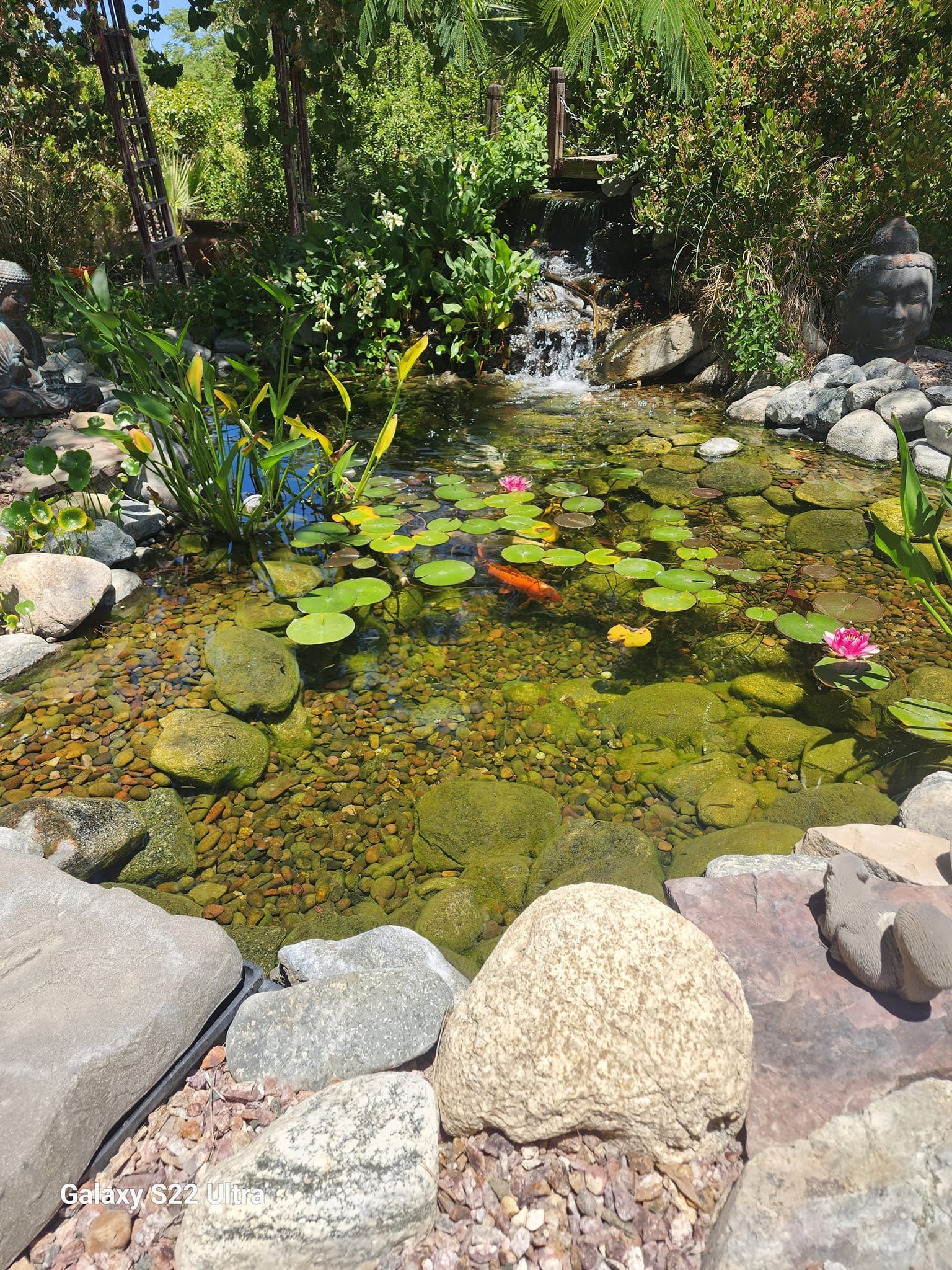 A pond filled with water lilies and fish in a garden.
