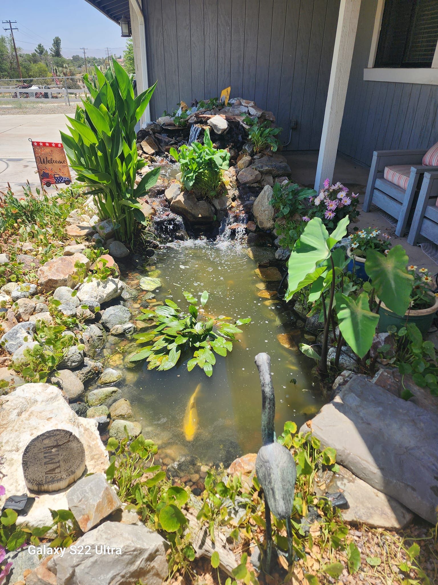 A pond with fish and plants in front of a house.