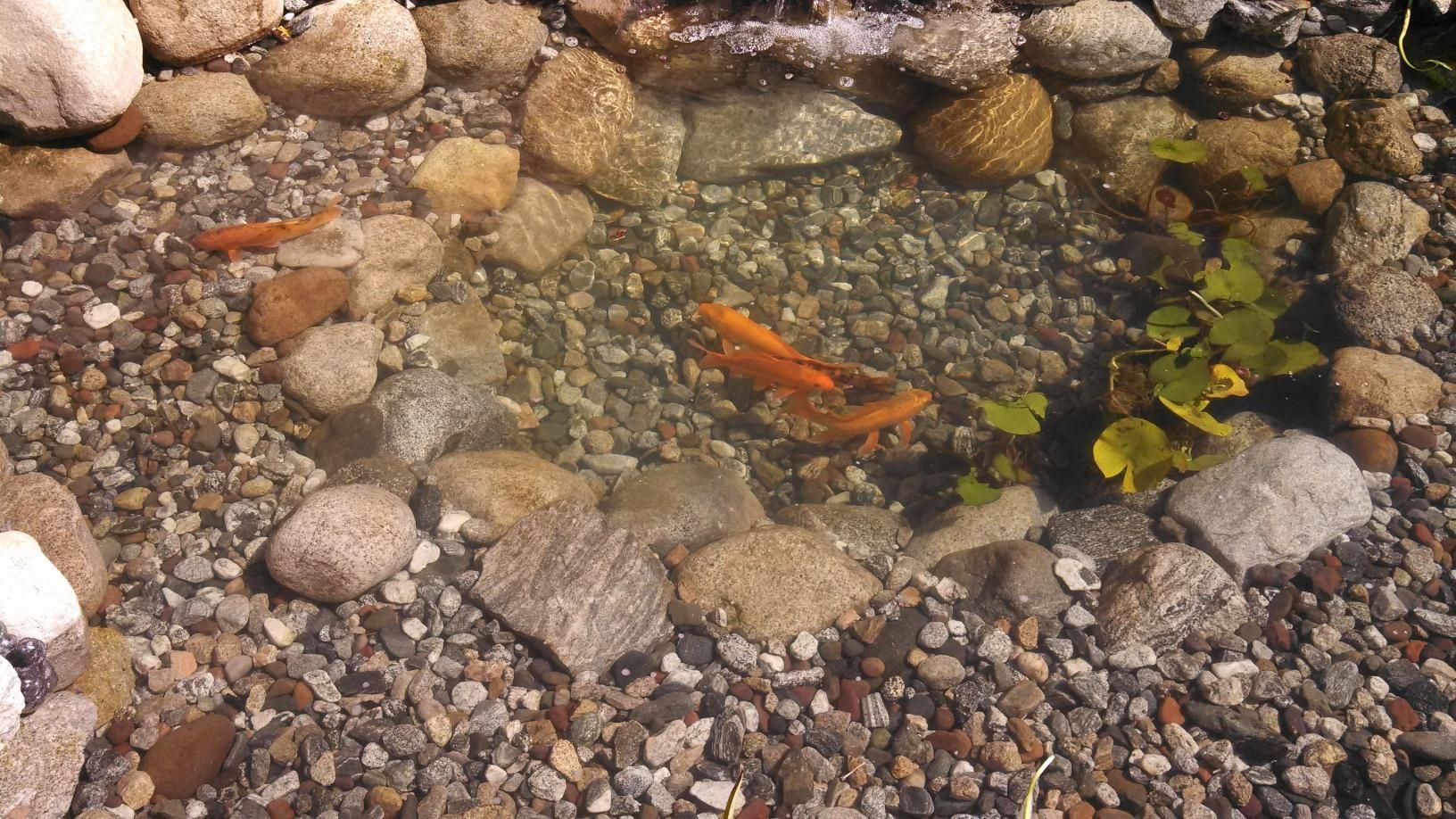 Fish are swimming in a pond surrounded by rocks