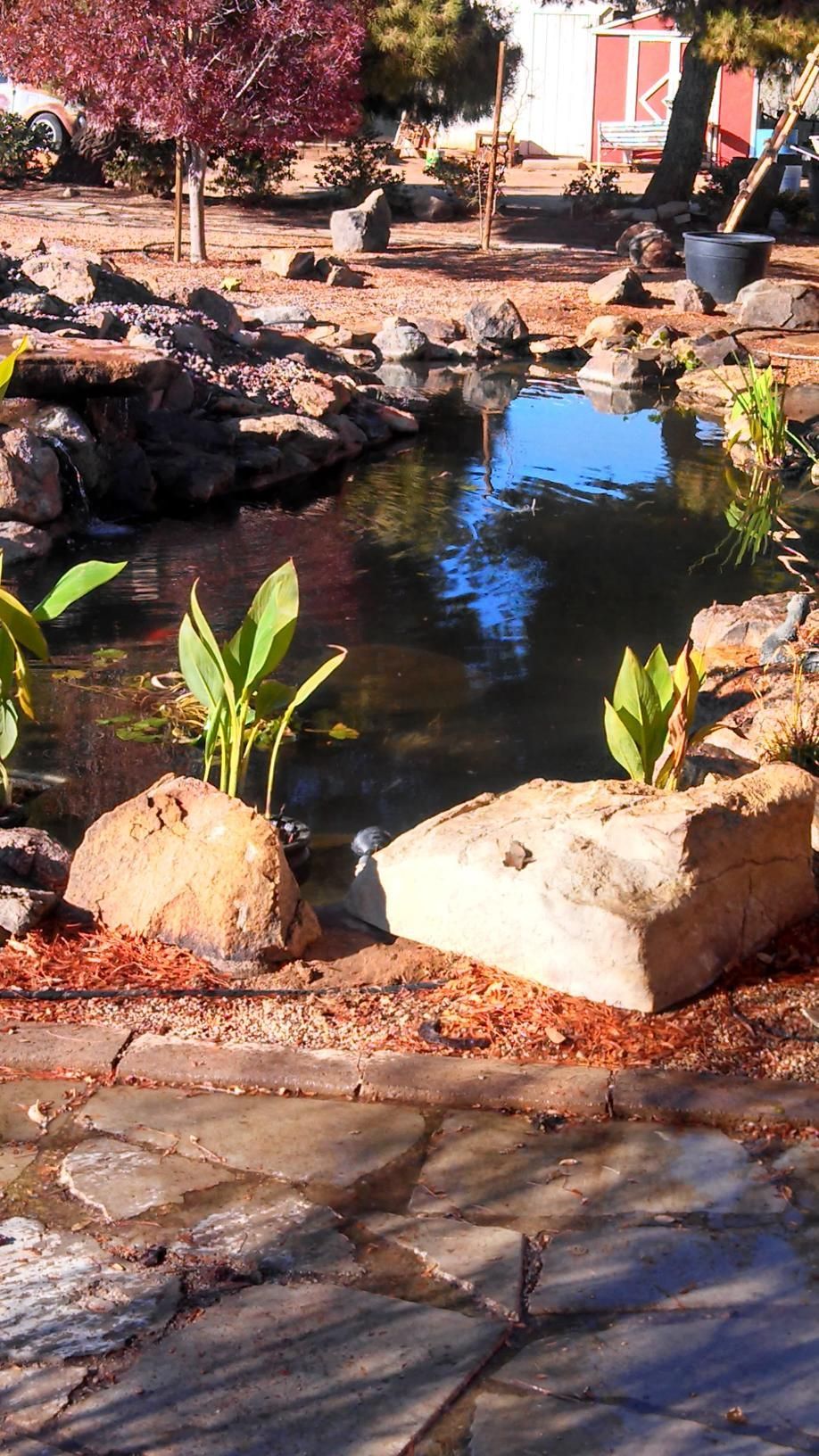 A pond surrounded by rocks and plants in a park