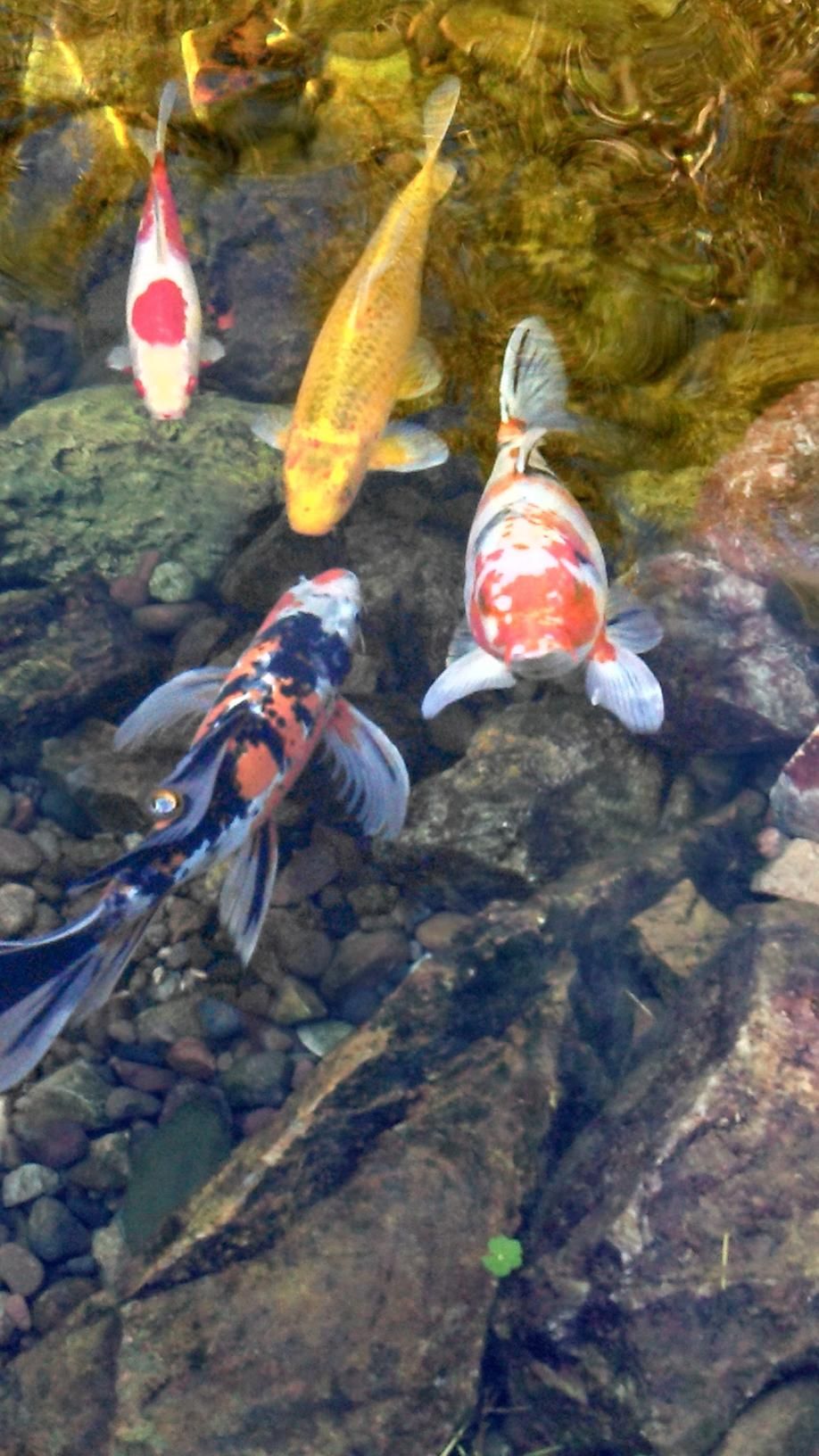 A group of colorful fish are swimming in a pond.