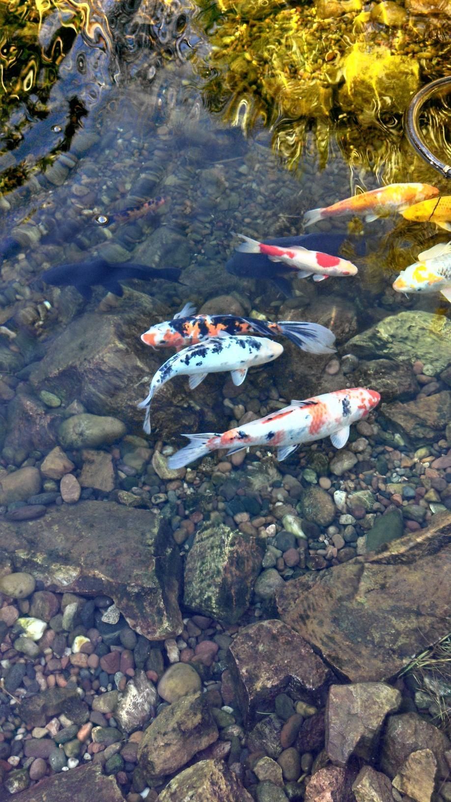 A group of colorful fish are swimming in a pond.