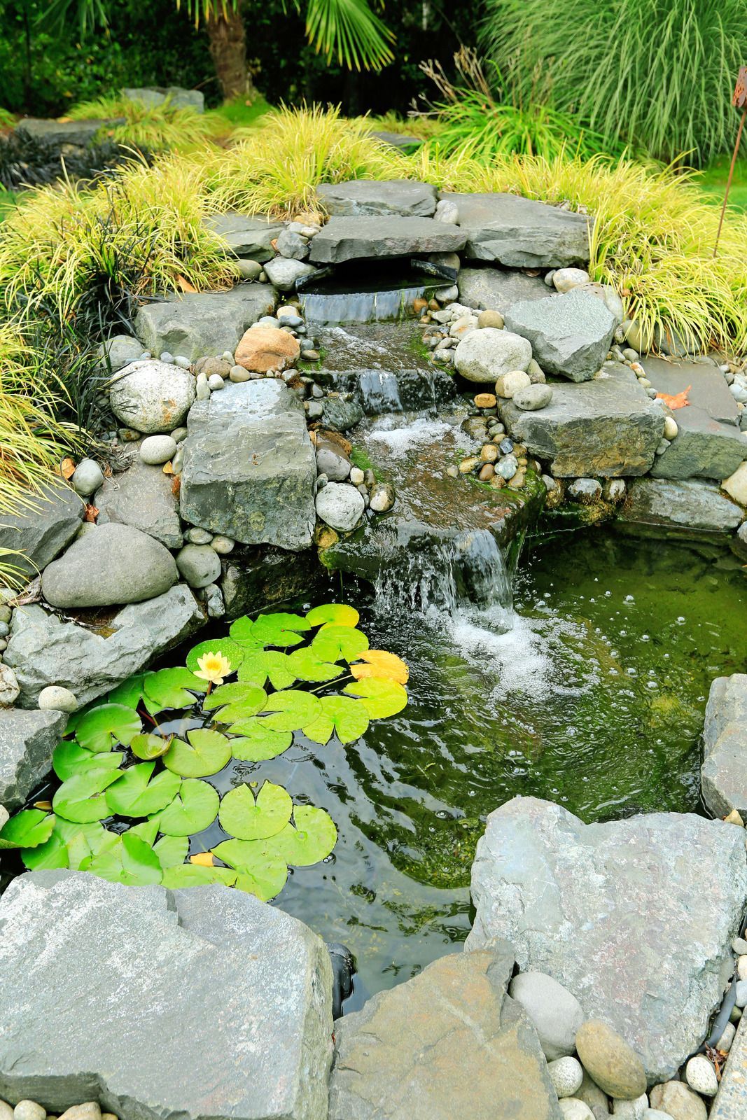 A pond with water lilies and a waterfall in the background.