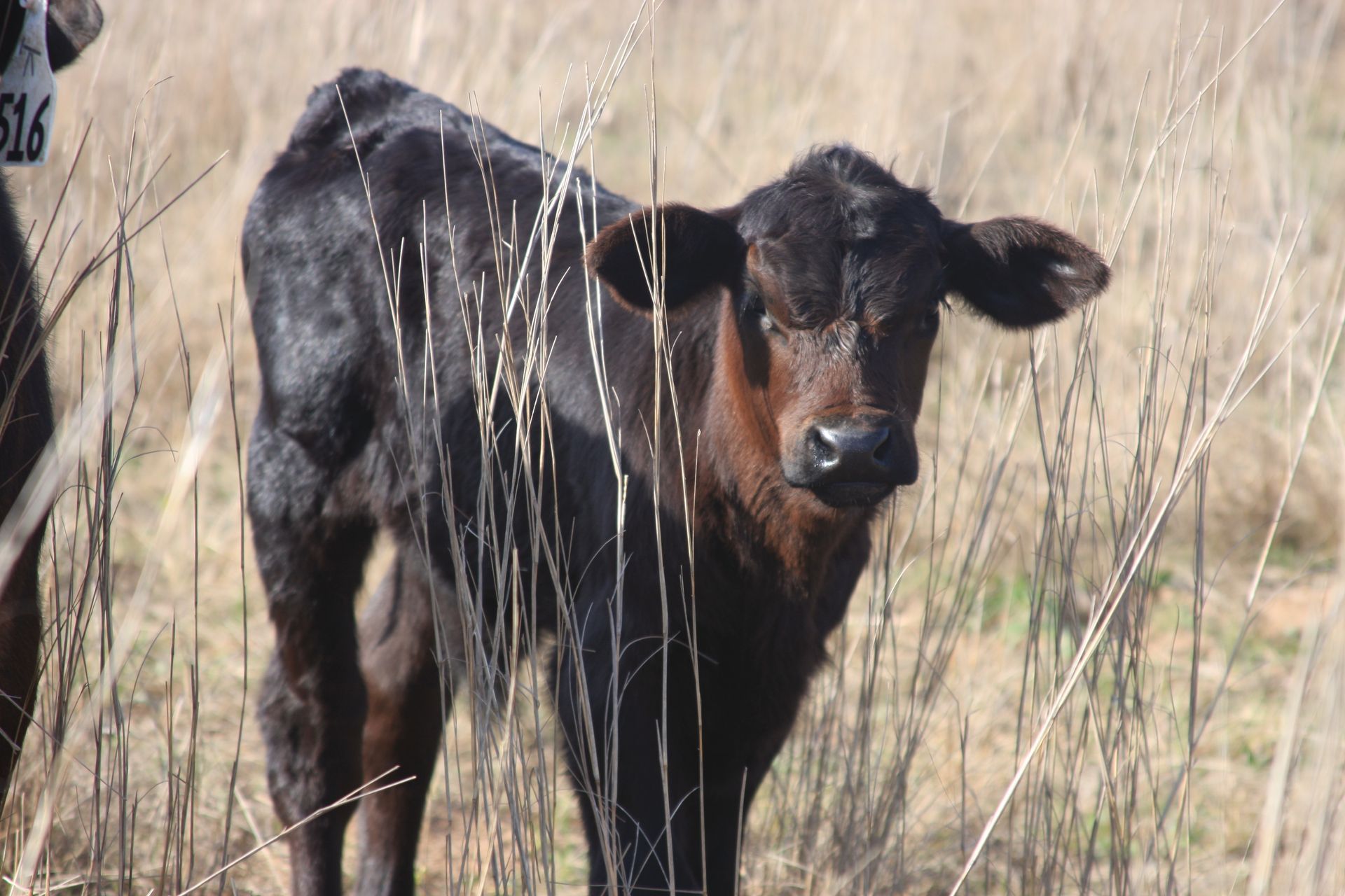 A black calf is standing in a field of tall grass.