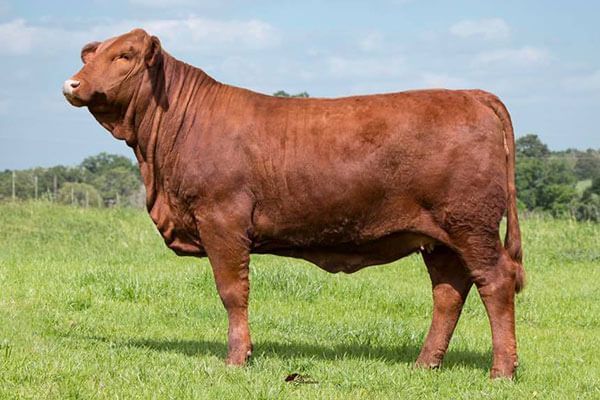A brown cow is standing in a grassy field.