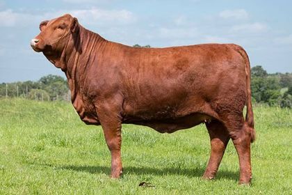 A brown cow is standing in a grassy field.