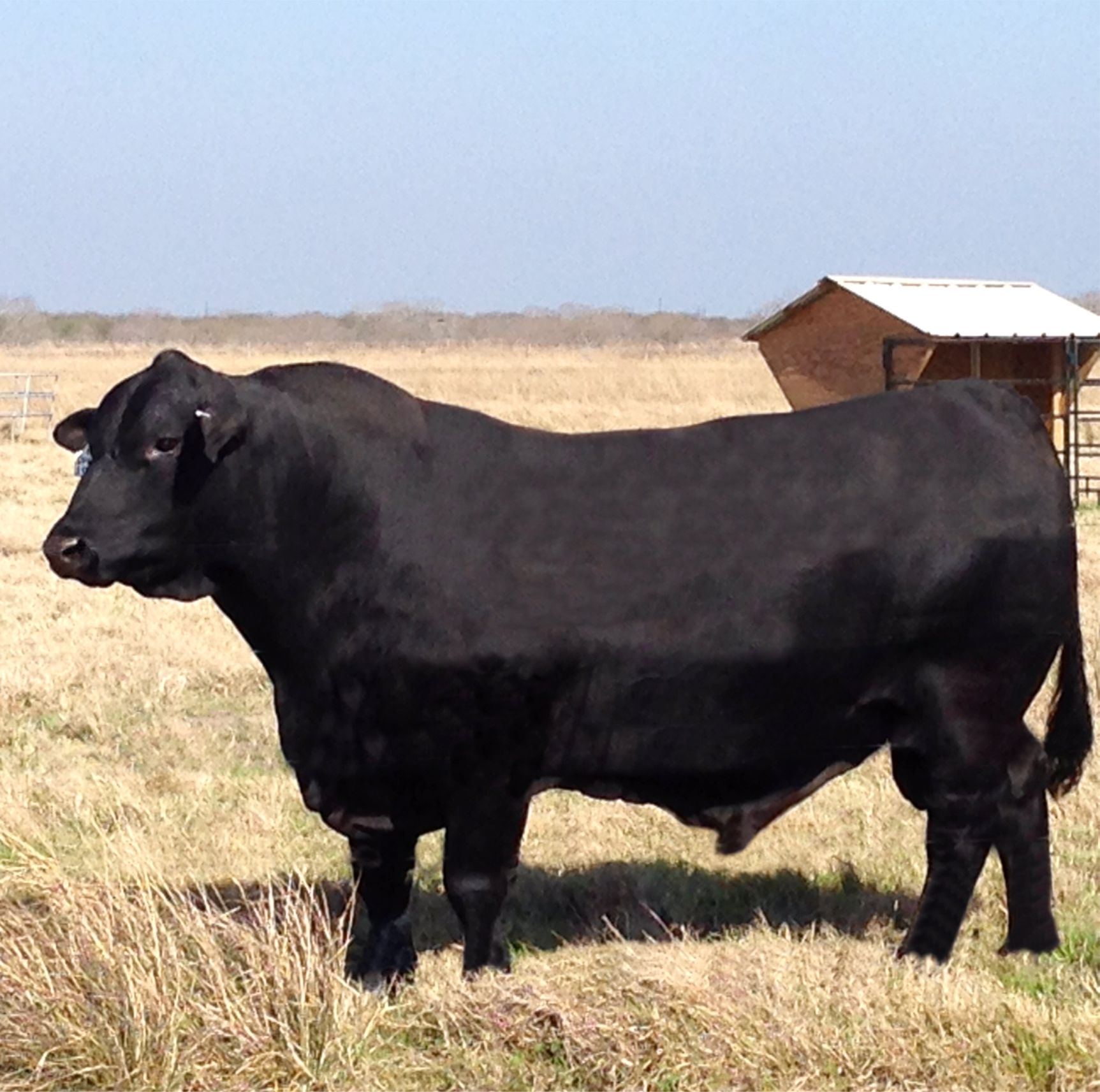 A large black bull standing in a grassy field